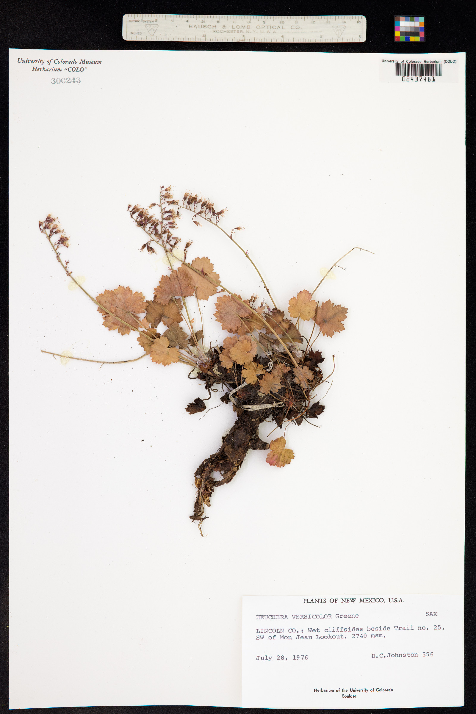 Heuchera rubescens image