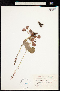 Heuchera rubescens var. versicolor image