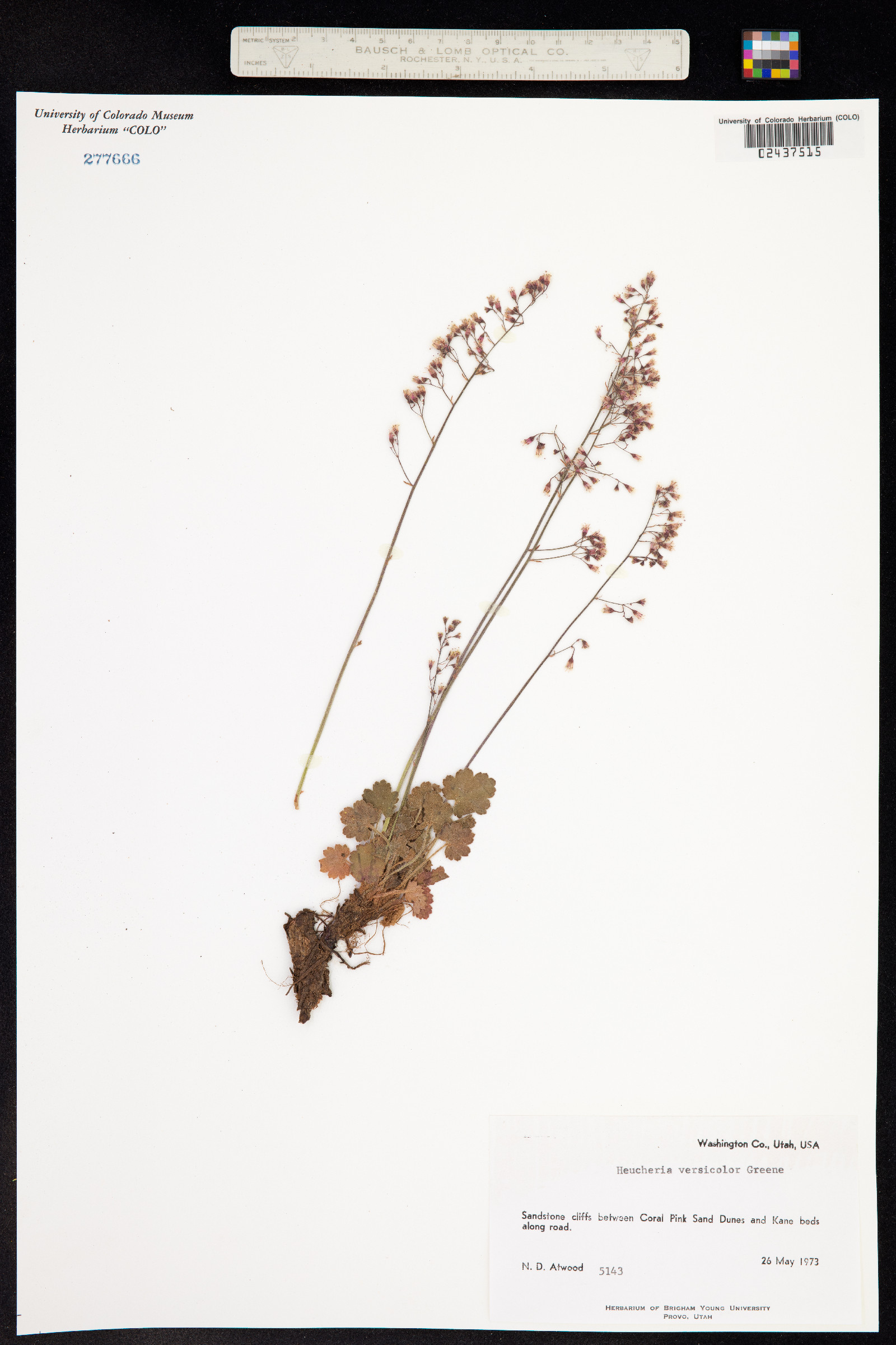 Heuchera rubescens image