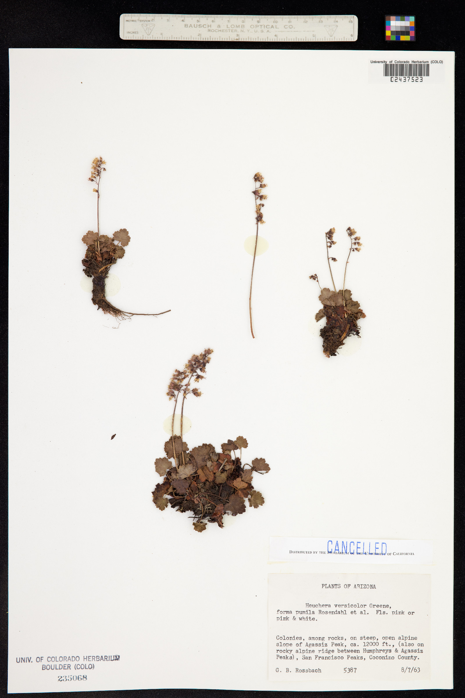 Heuchera rubescens image