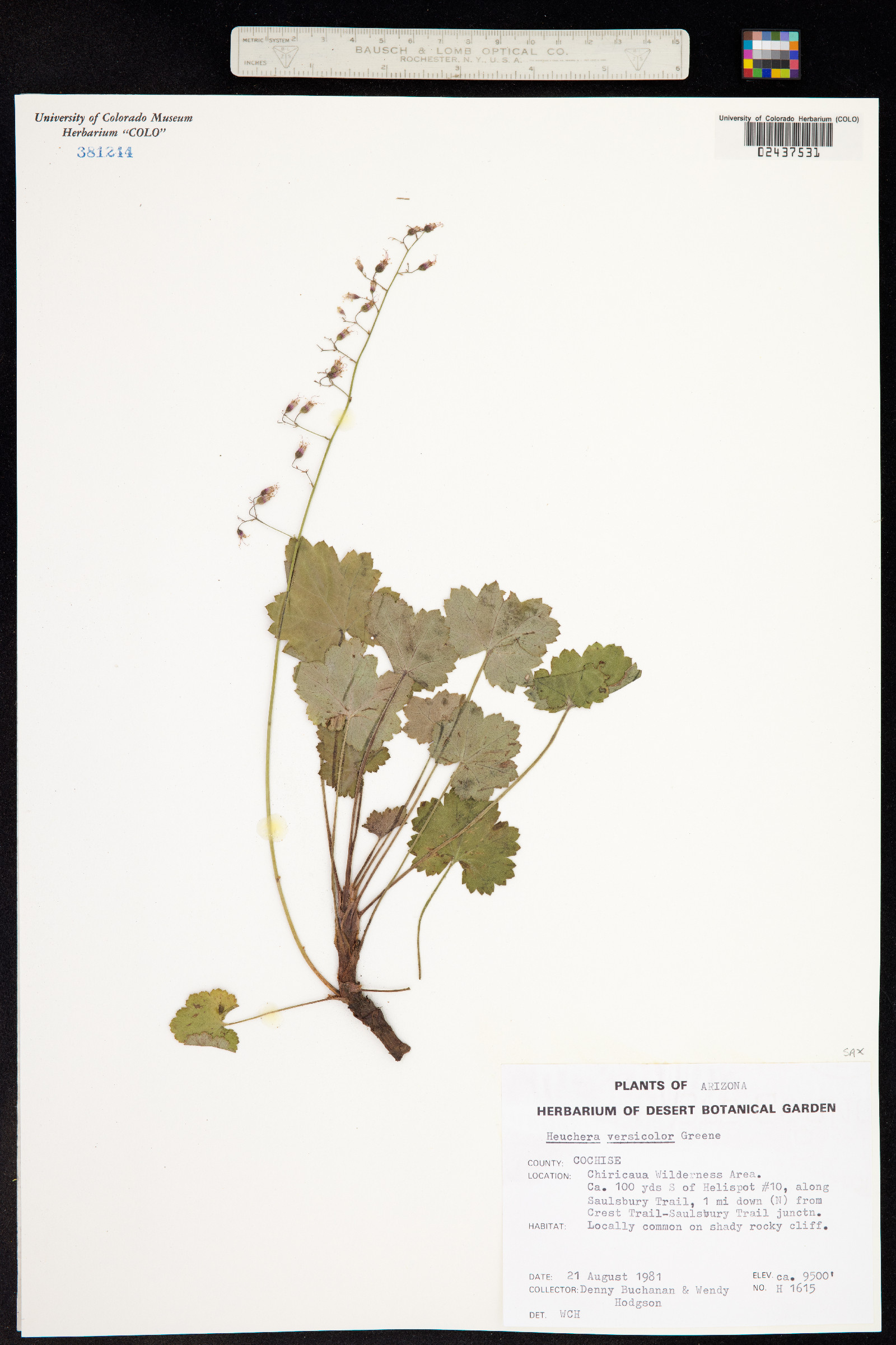Heuchera rubescens image