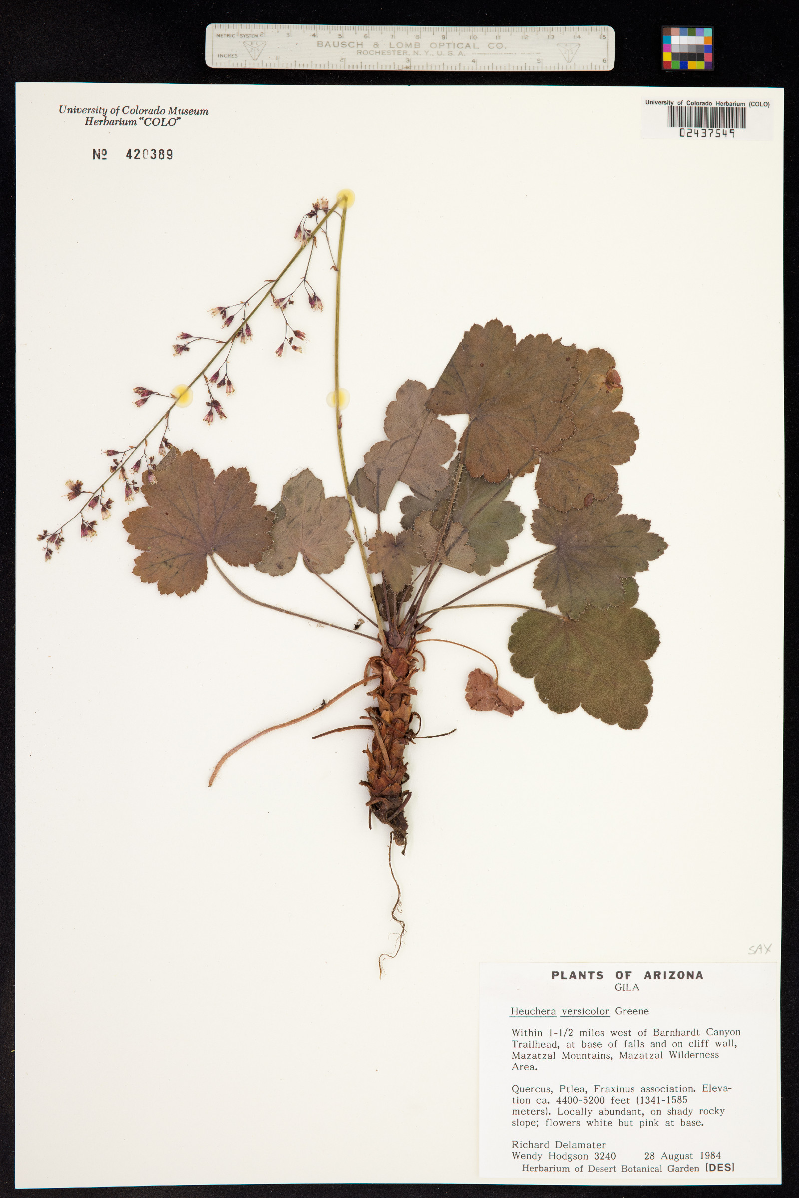 Heuchera rubescens image