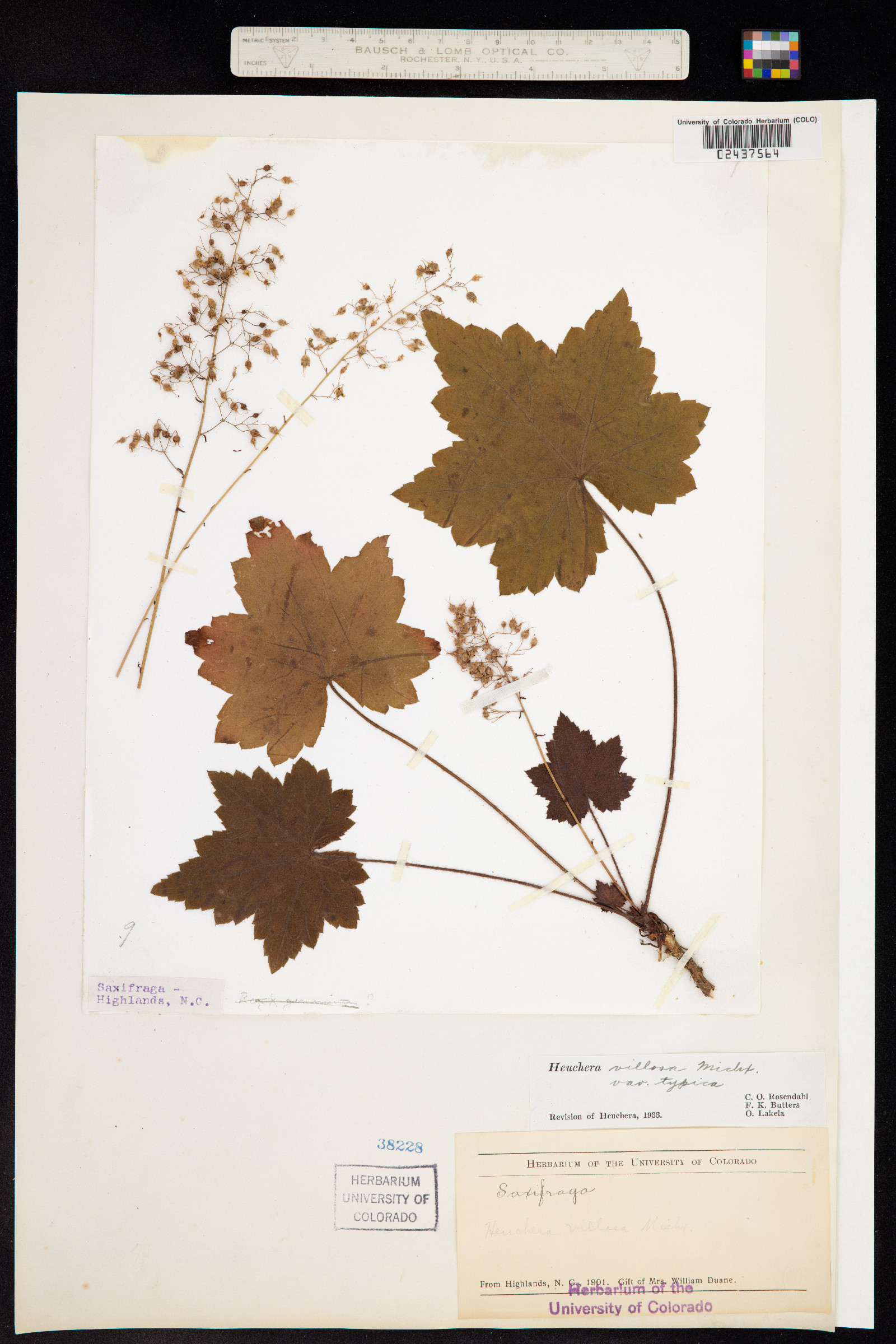 Heuchera villosa image