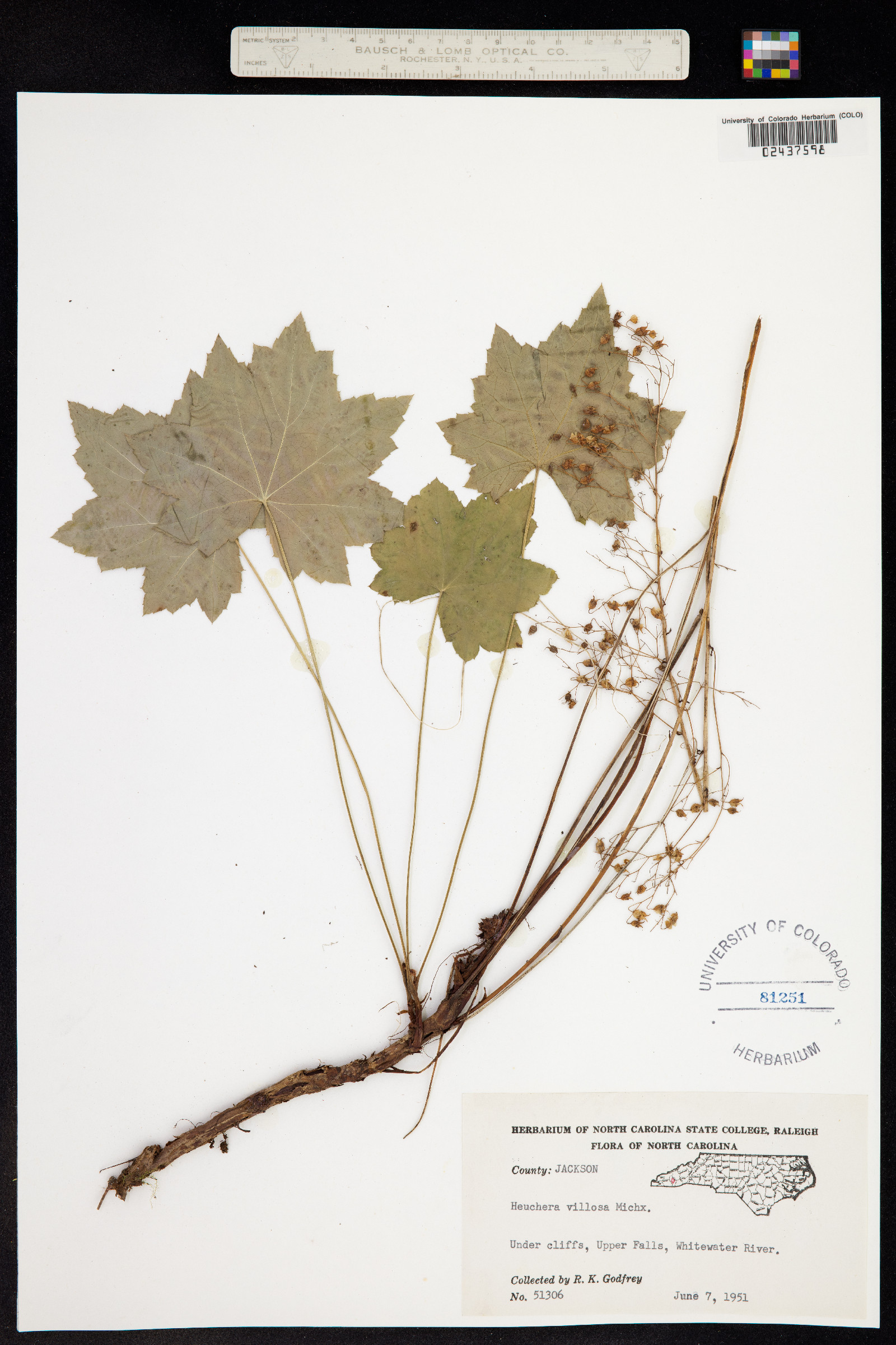 Heuchera villosa image