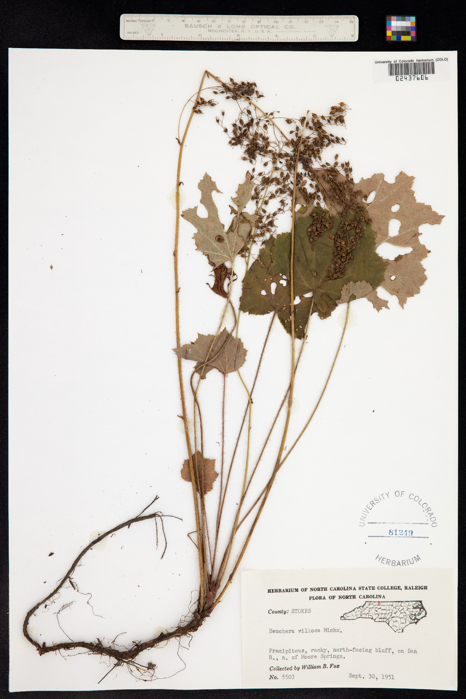 Heuchera villosa image