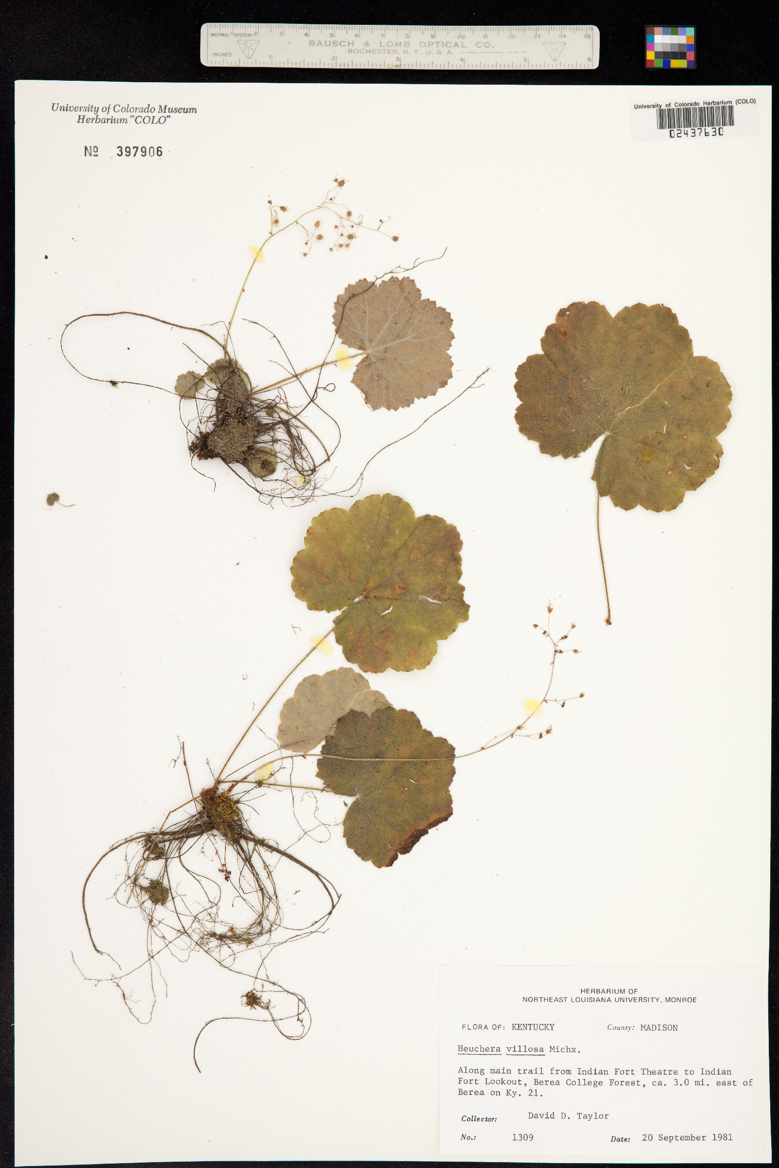 Heuchera villosa image