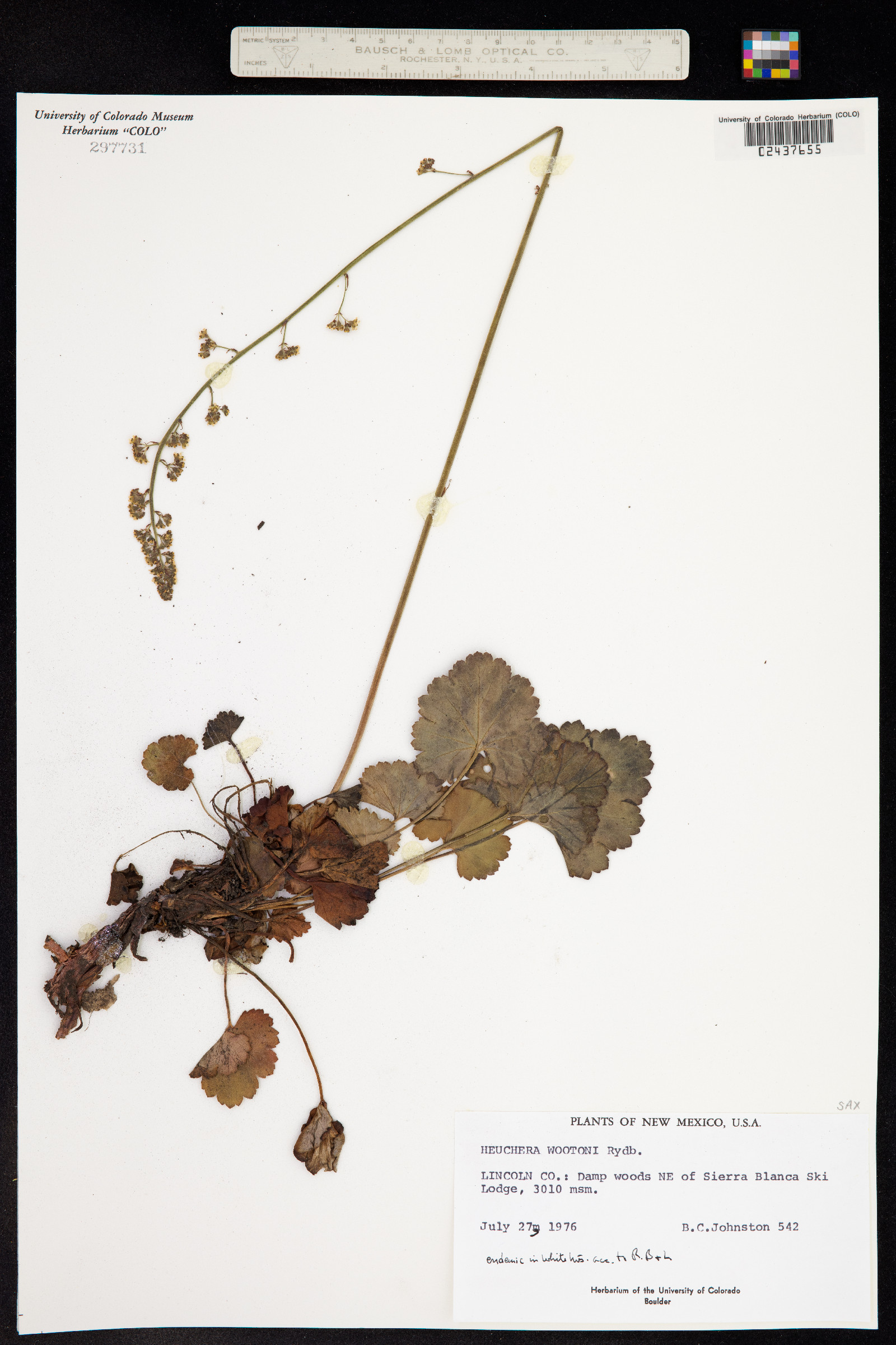 Heuchera wootonii image