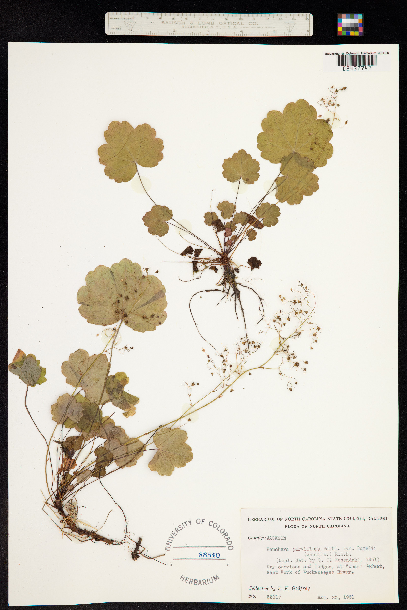 Heuchera parviflora image