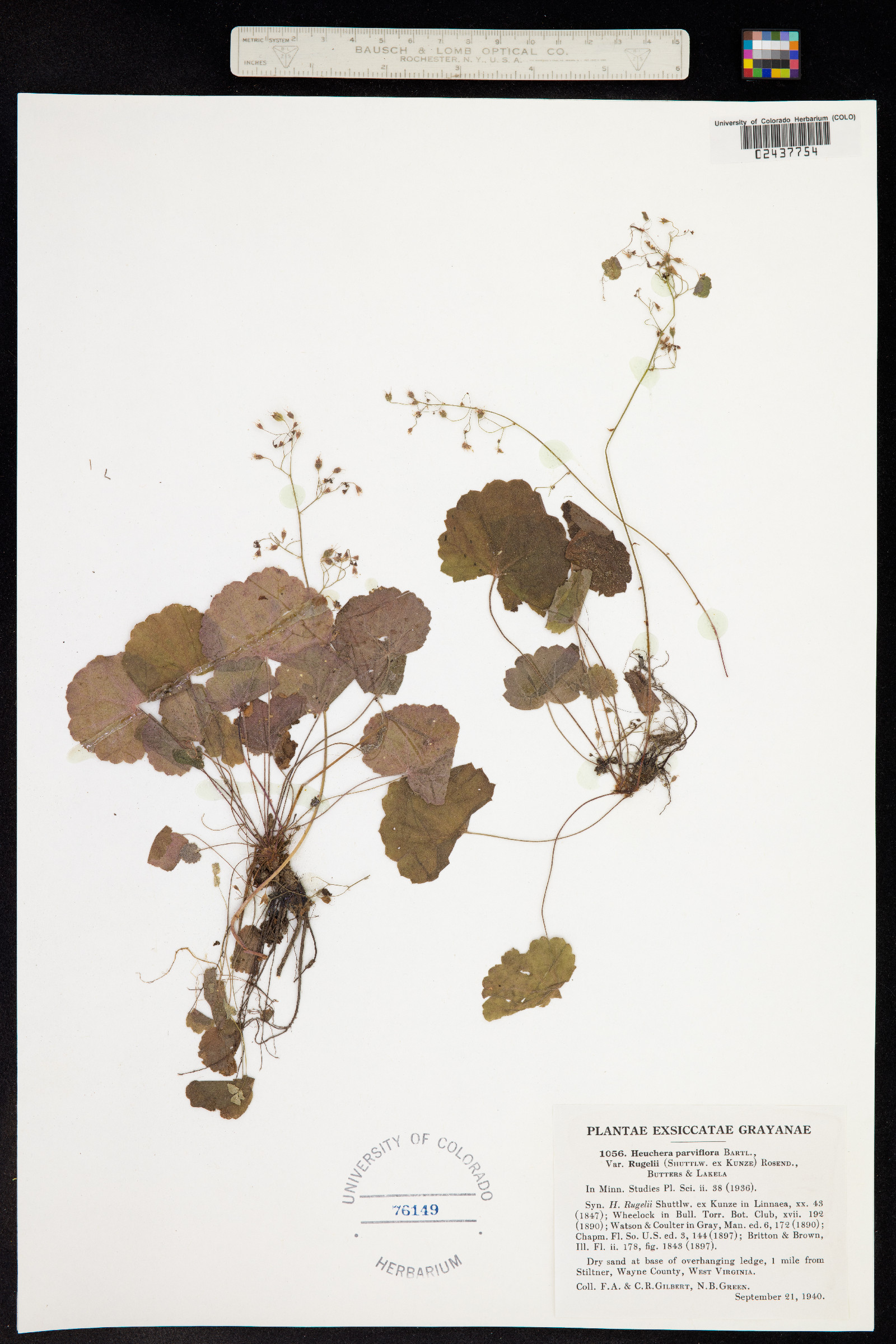 Heuchera parviflora image