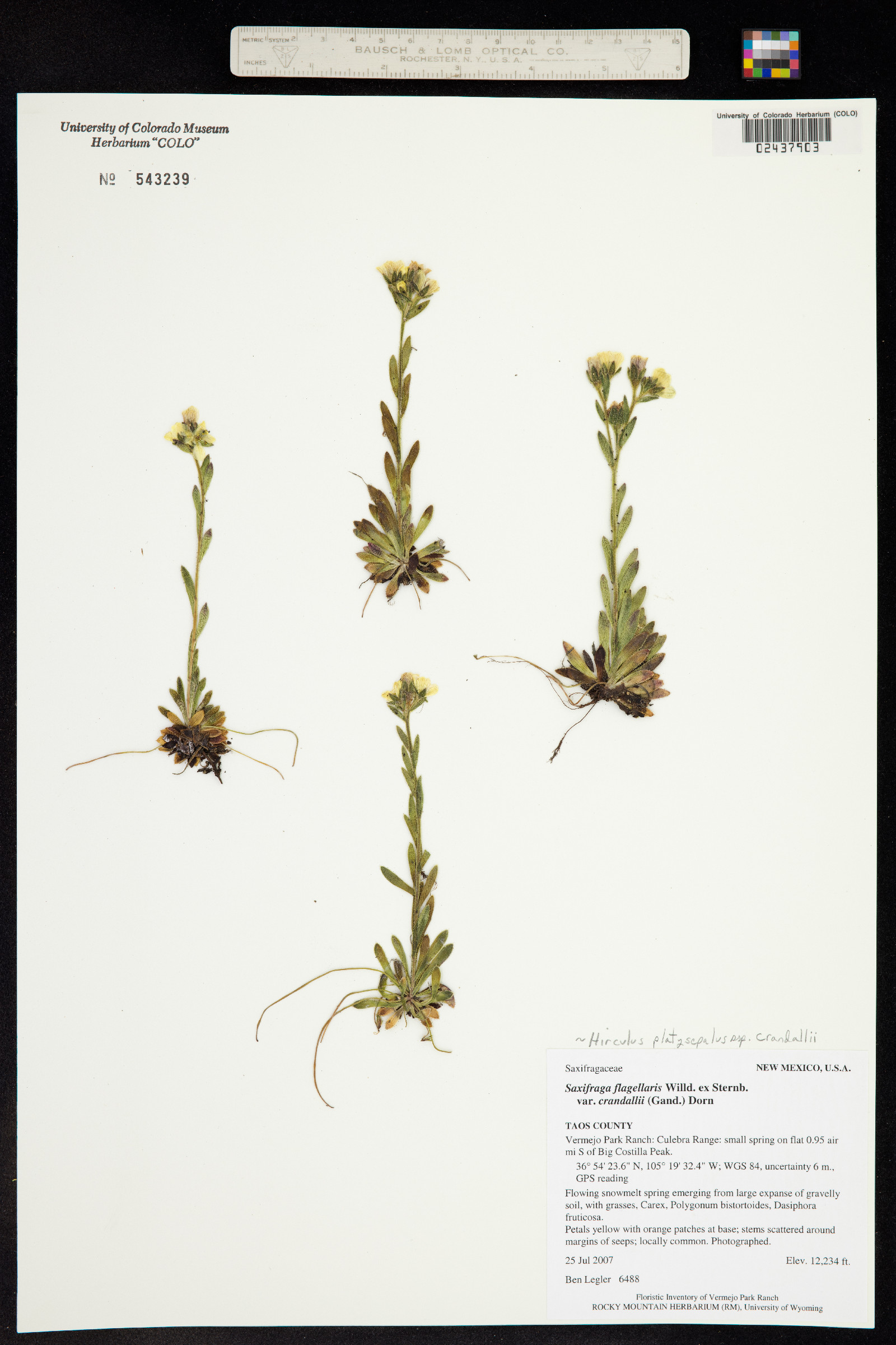 Saxifraga flagellaris ssp. platysepala image