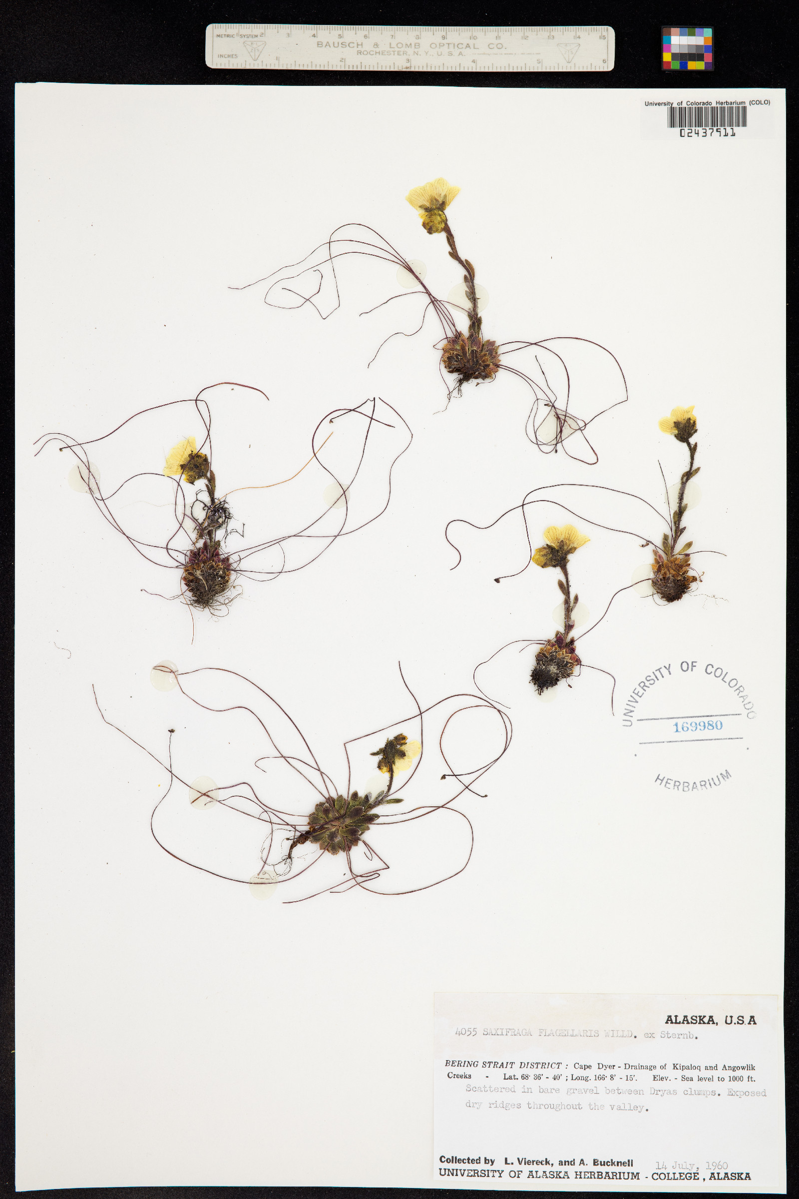 Saxifraga flagellaris ssp. platysepala image