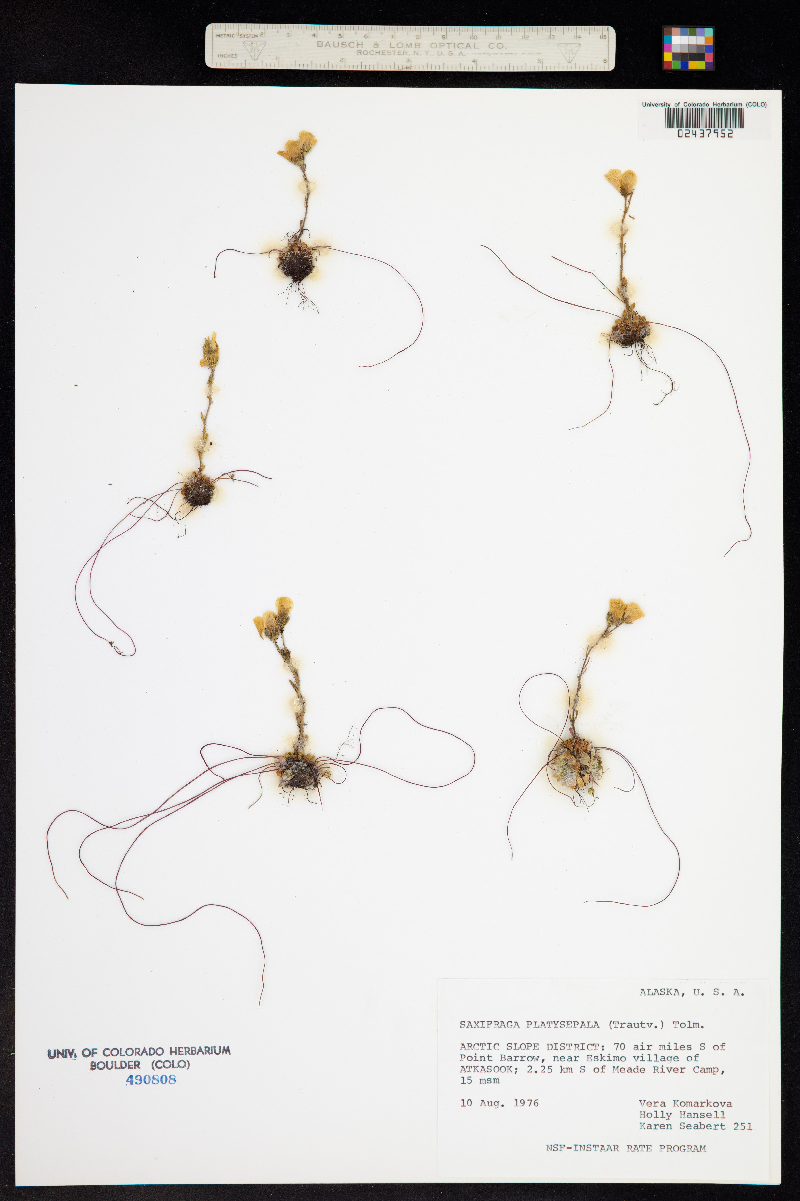 Saxifraga flagellaris ssp. platysepala image