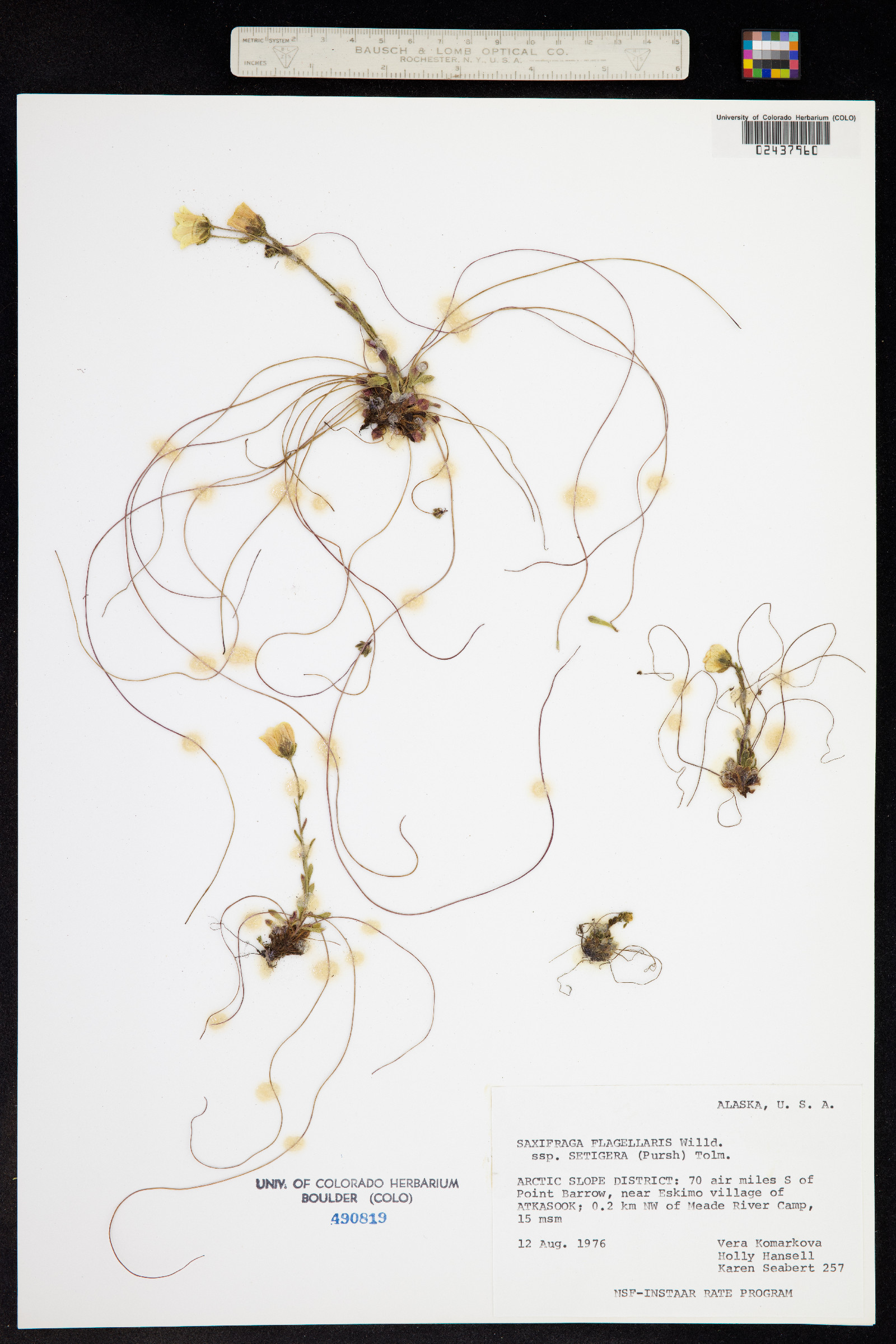 Saxifraga flagellaris ssp. platysepala image