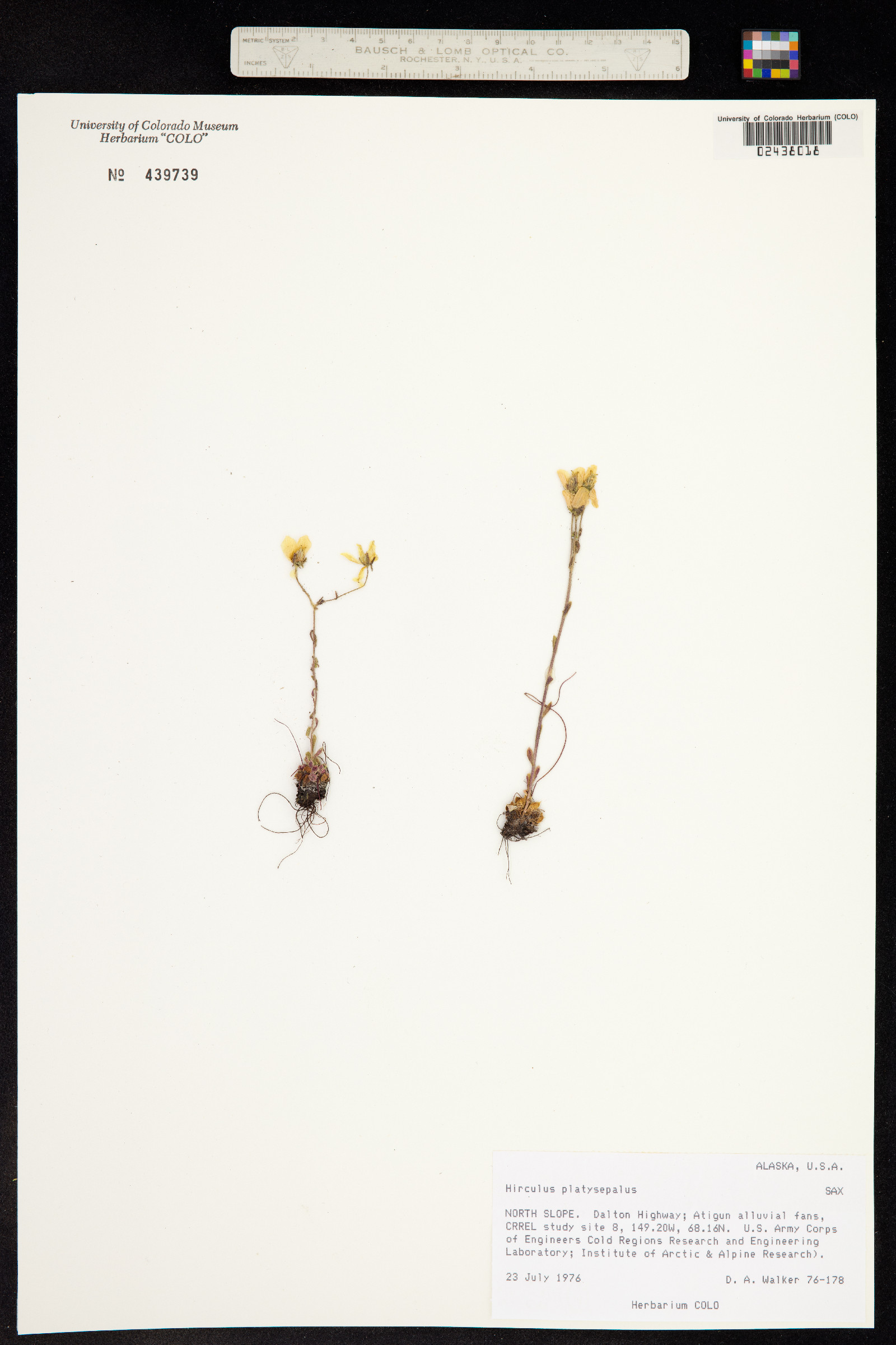 Saxifraga flagellaris ssp. platysepala image