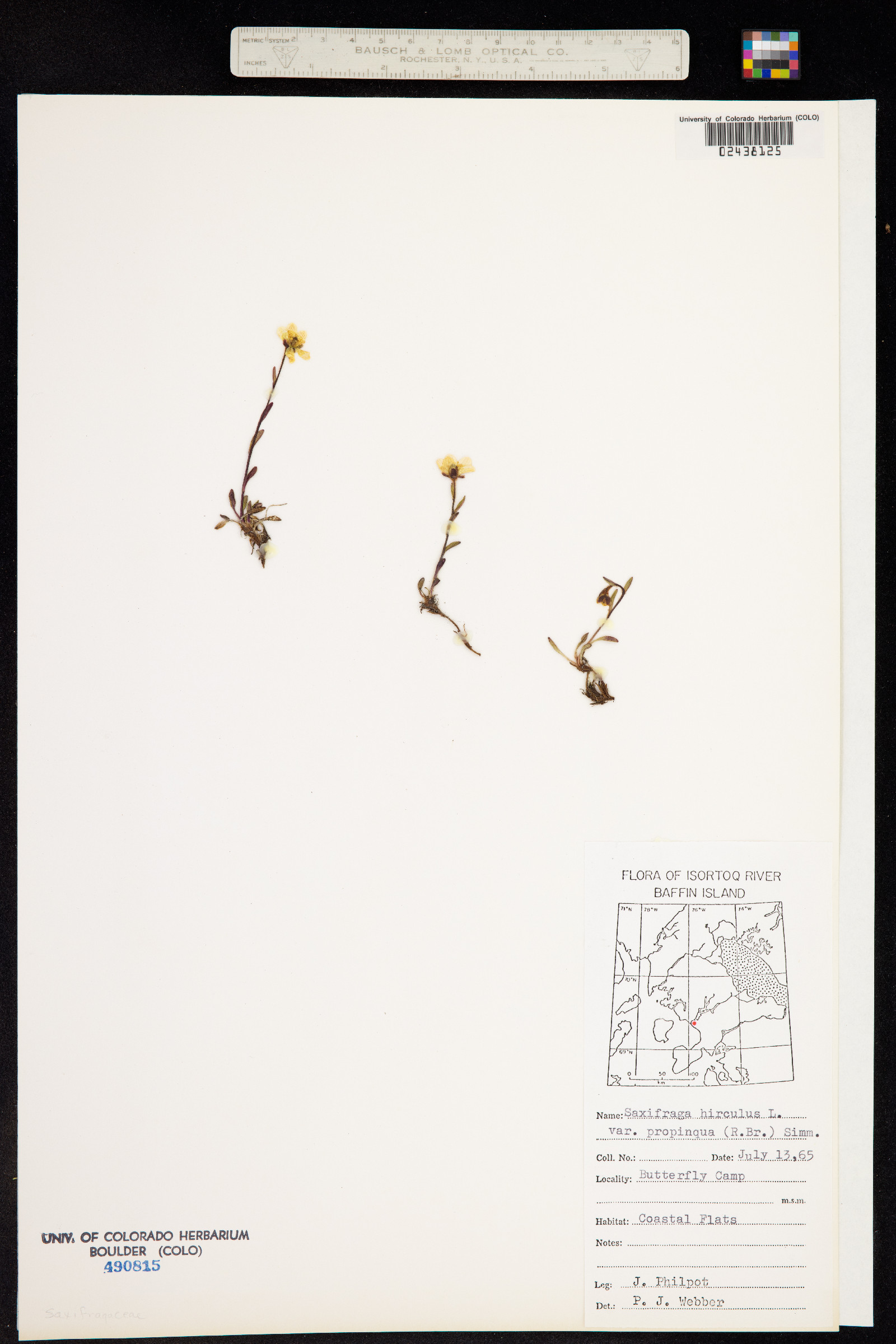Hirculus prorepens image