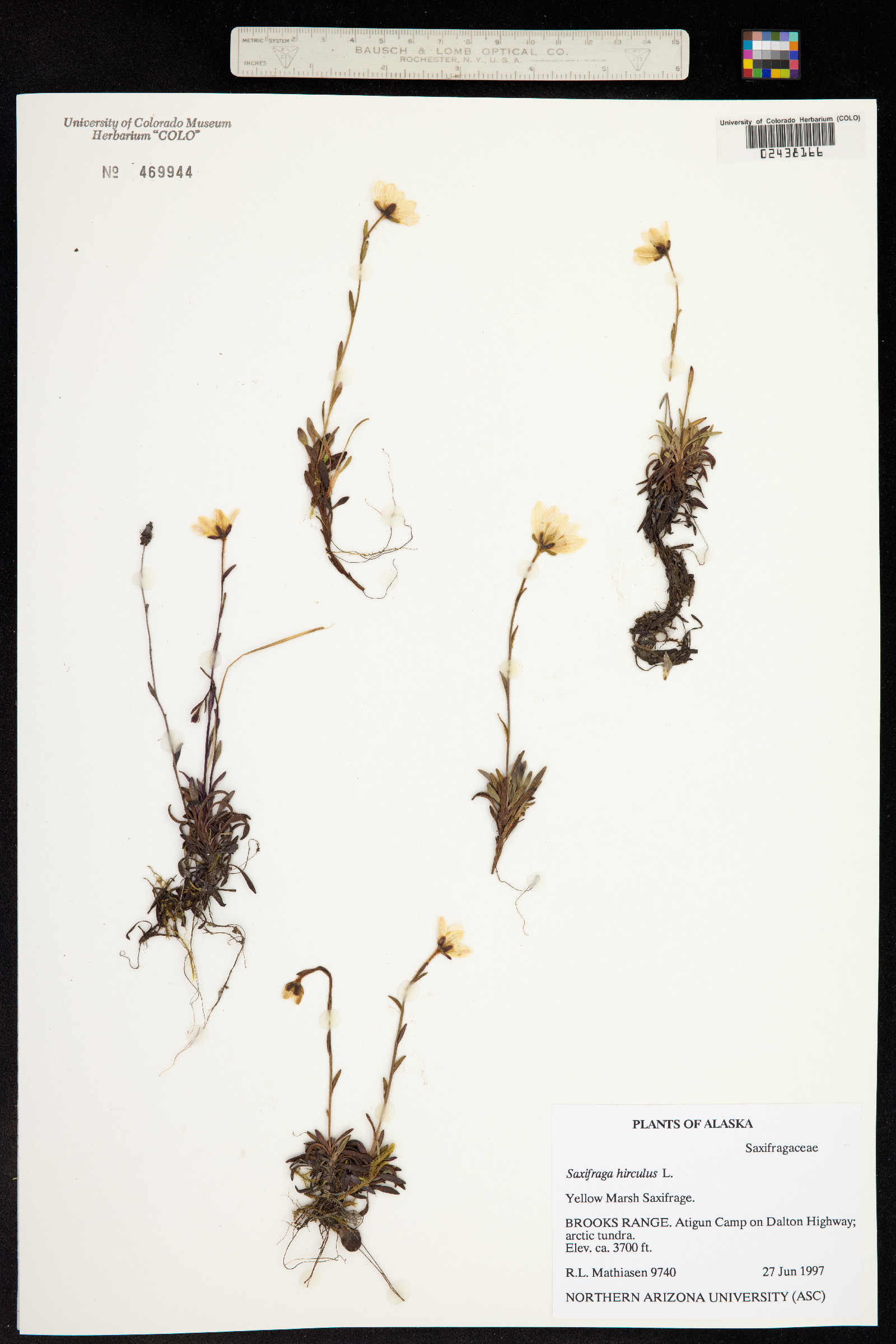 Saxifraga hirculus image
