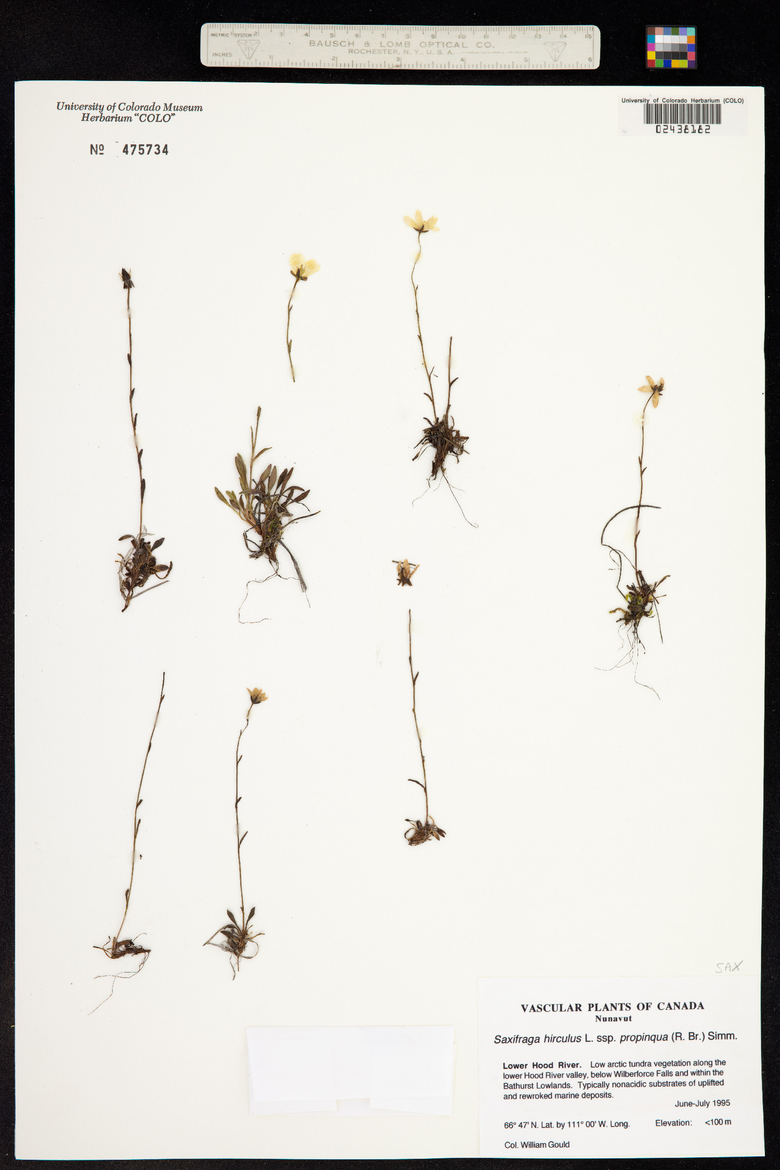 Saxifraga hirculus image
