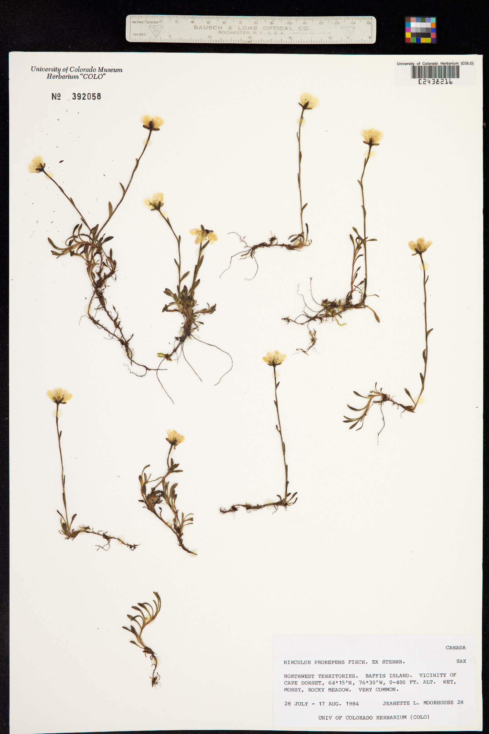 Hirculus prorepens image