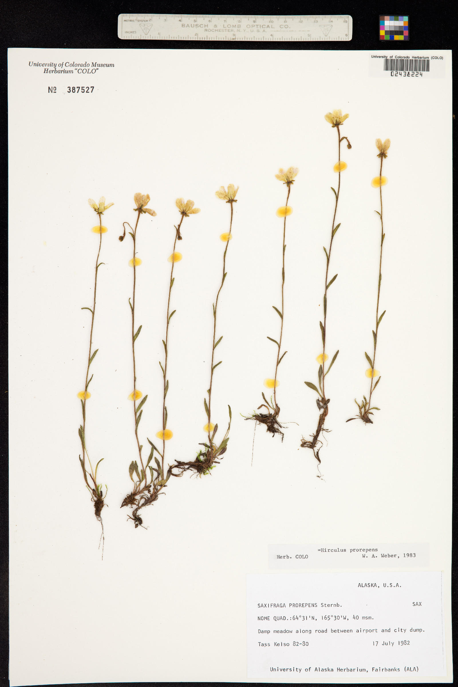 Hirculus prorepens image