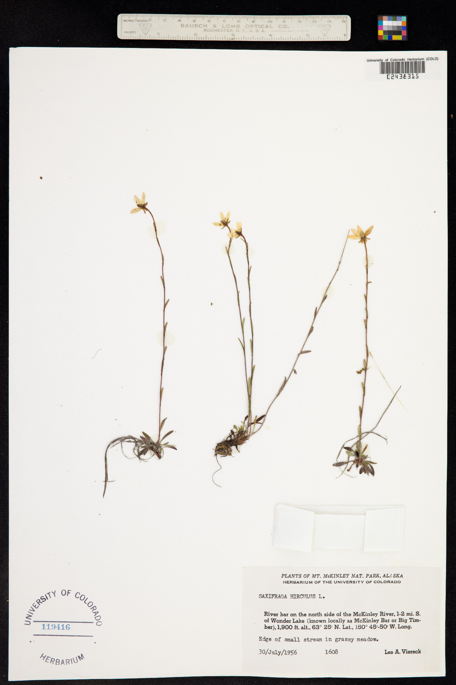 Saxifraga hirculus image