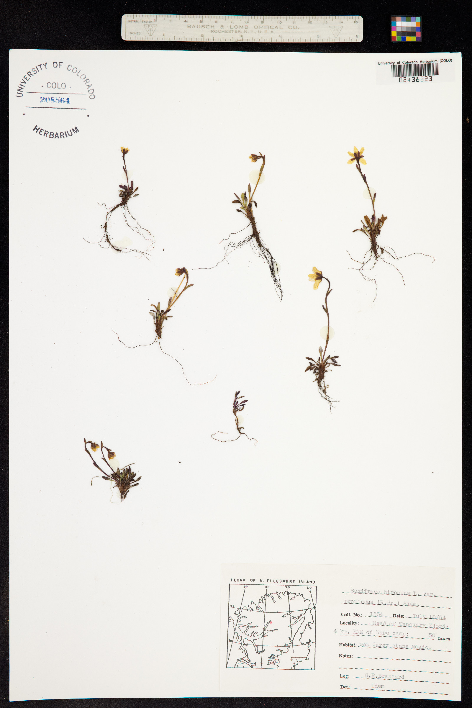 Hirculus prorepens image