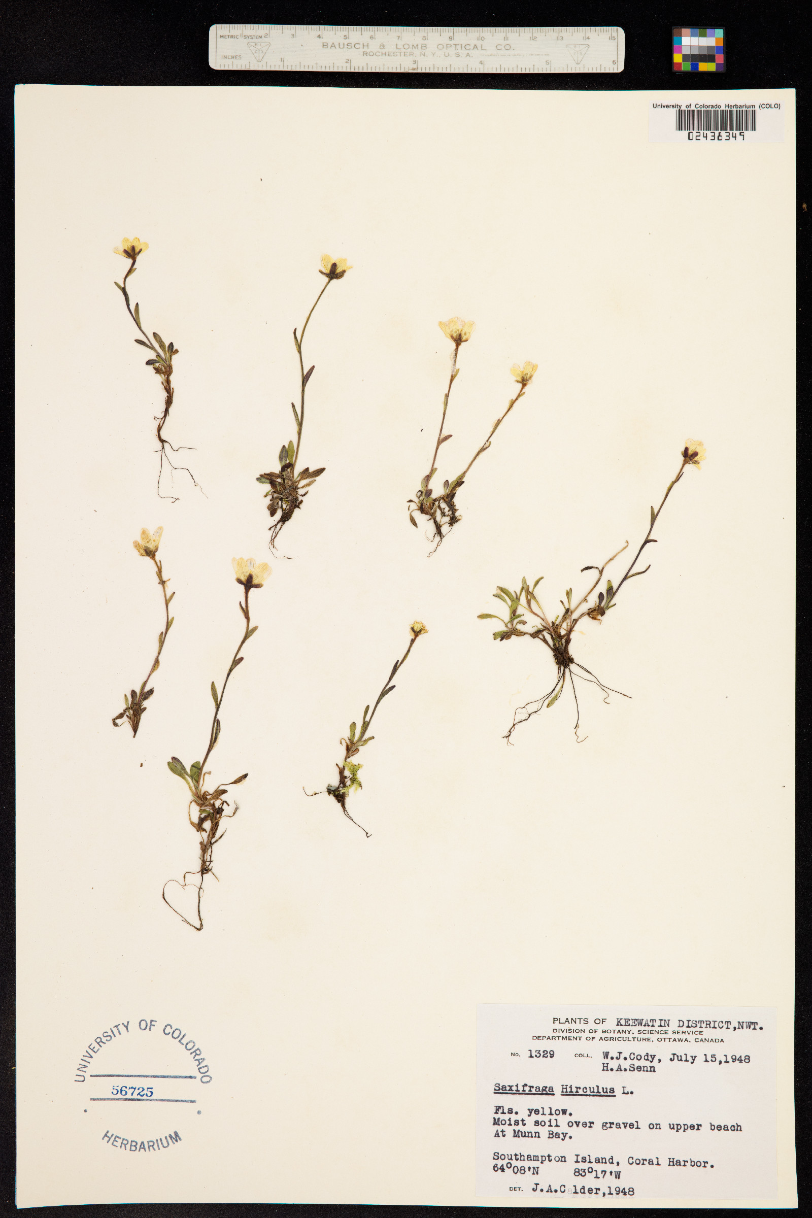 Saxifraga hirculus image