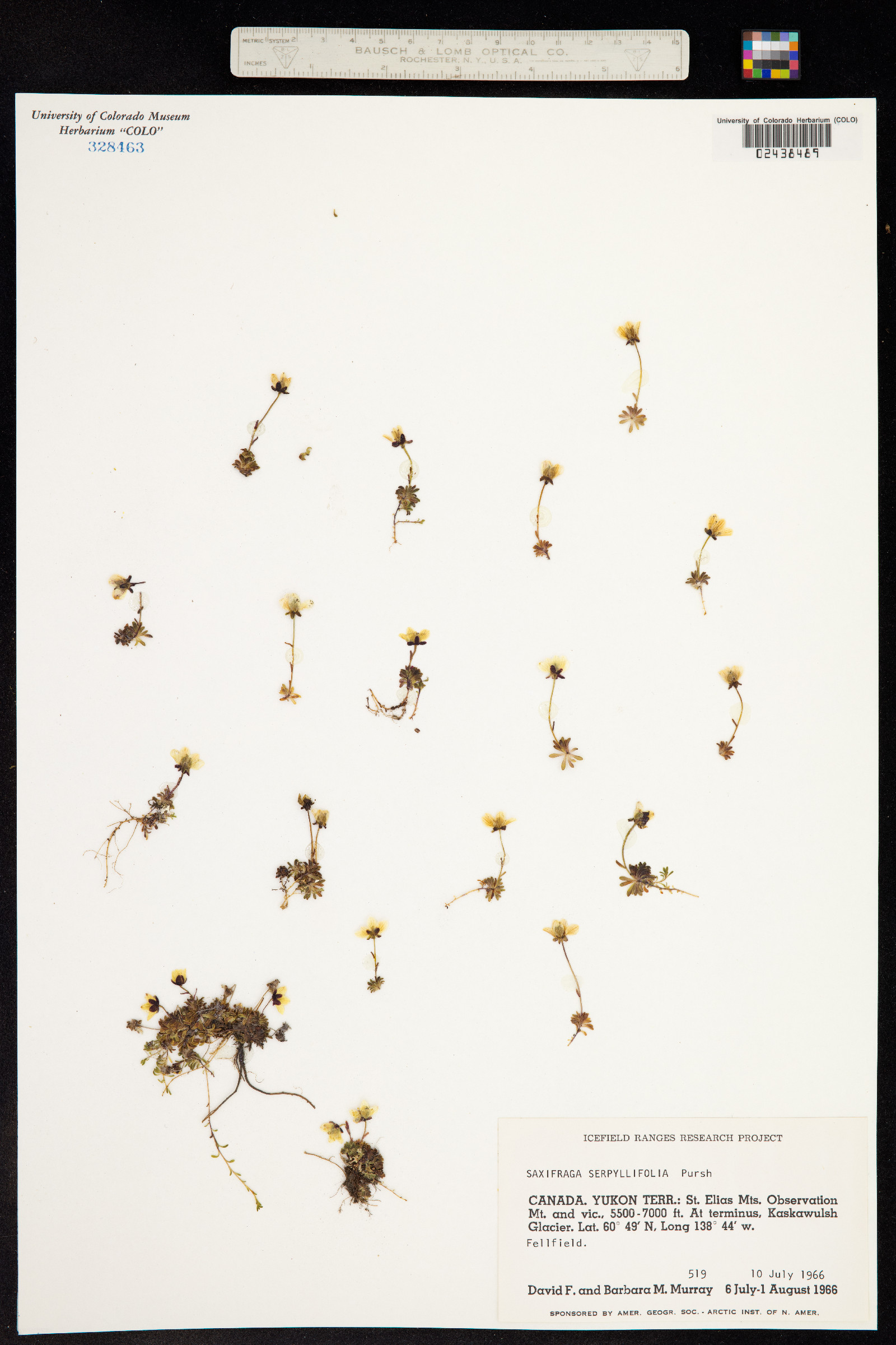 Saxifraga serpyllifolia image