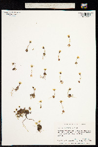 Hirculus serpyllifolius image