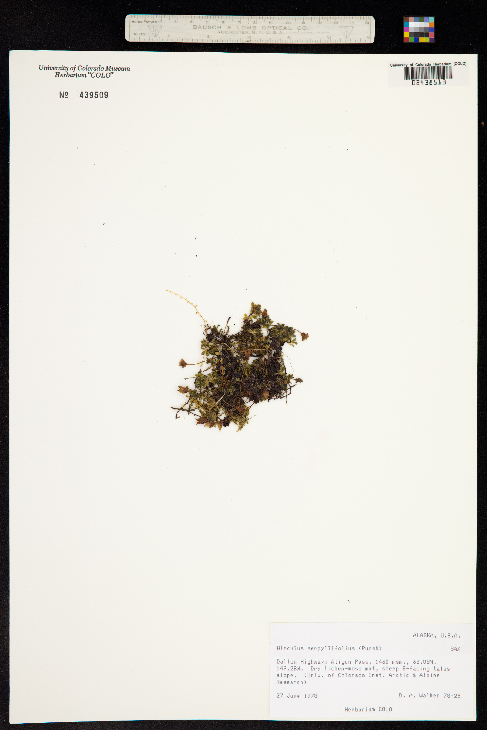 Saxifraga serpyllifolia image