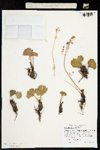 Jepsonia heterandra image