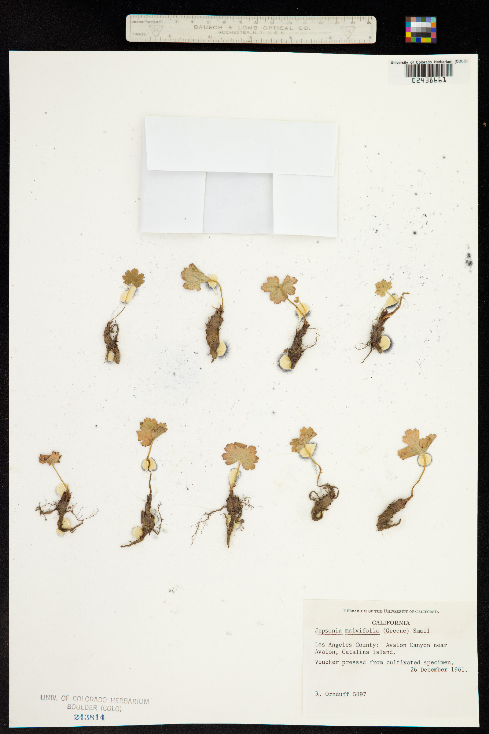 Jepsonia malvifolia image