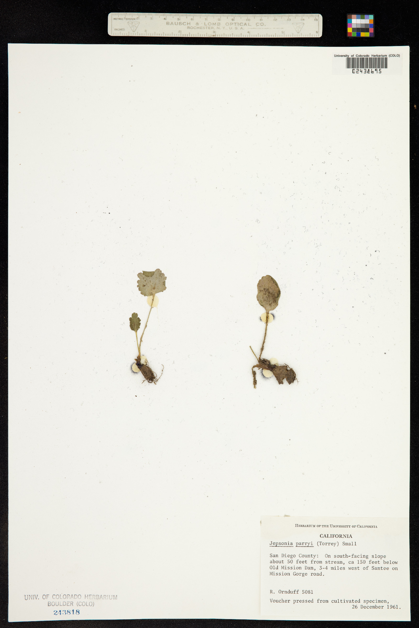 Jepsonia parryi image
