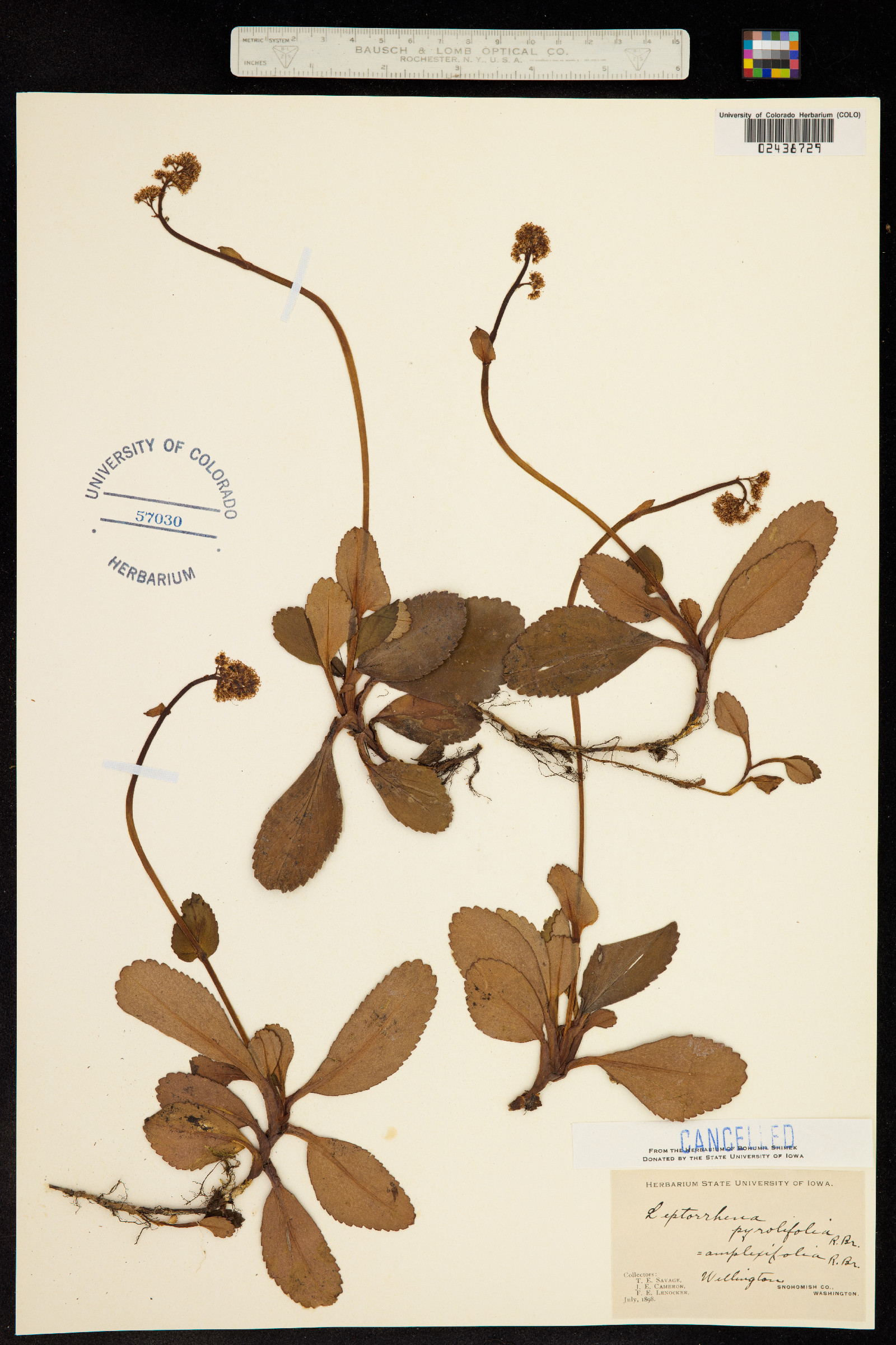 Leptarrhena pyrolifolia image