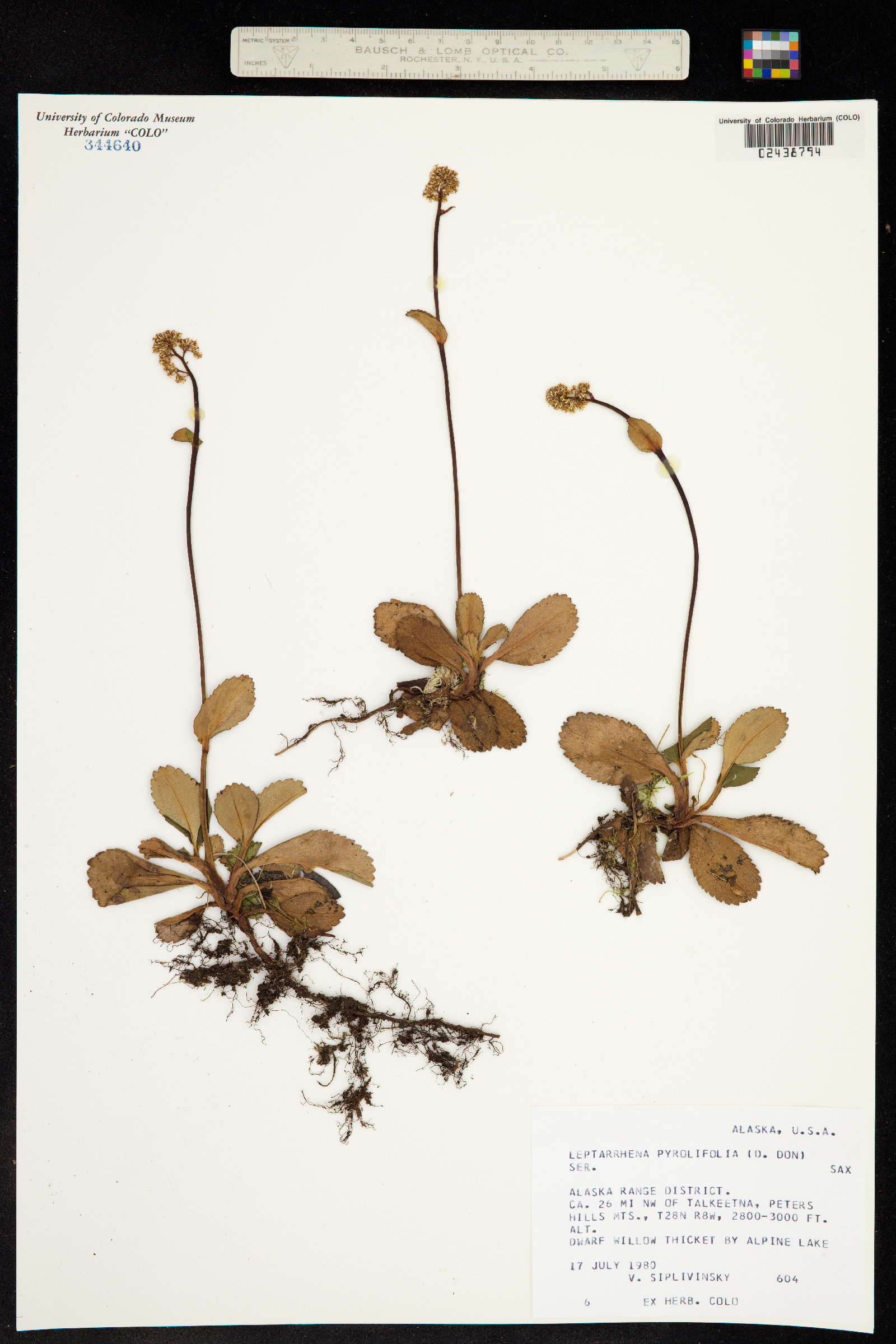 Leptarrhena pyrolifolia image