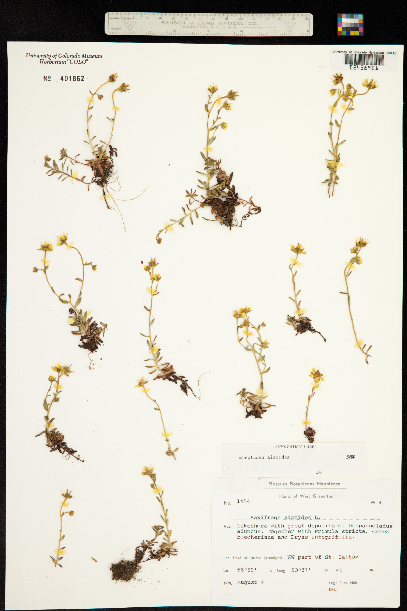 Saxifraga aizoides image