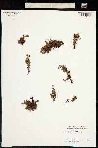 Leptasea aizoides image