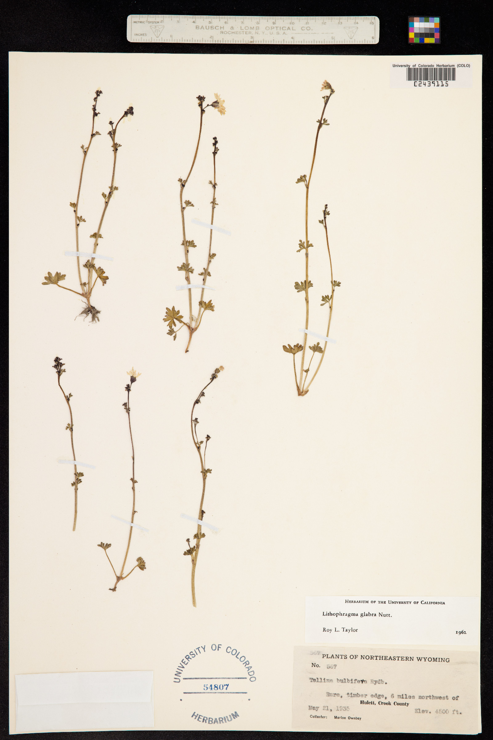 Lithophragma glabrum image