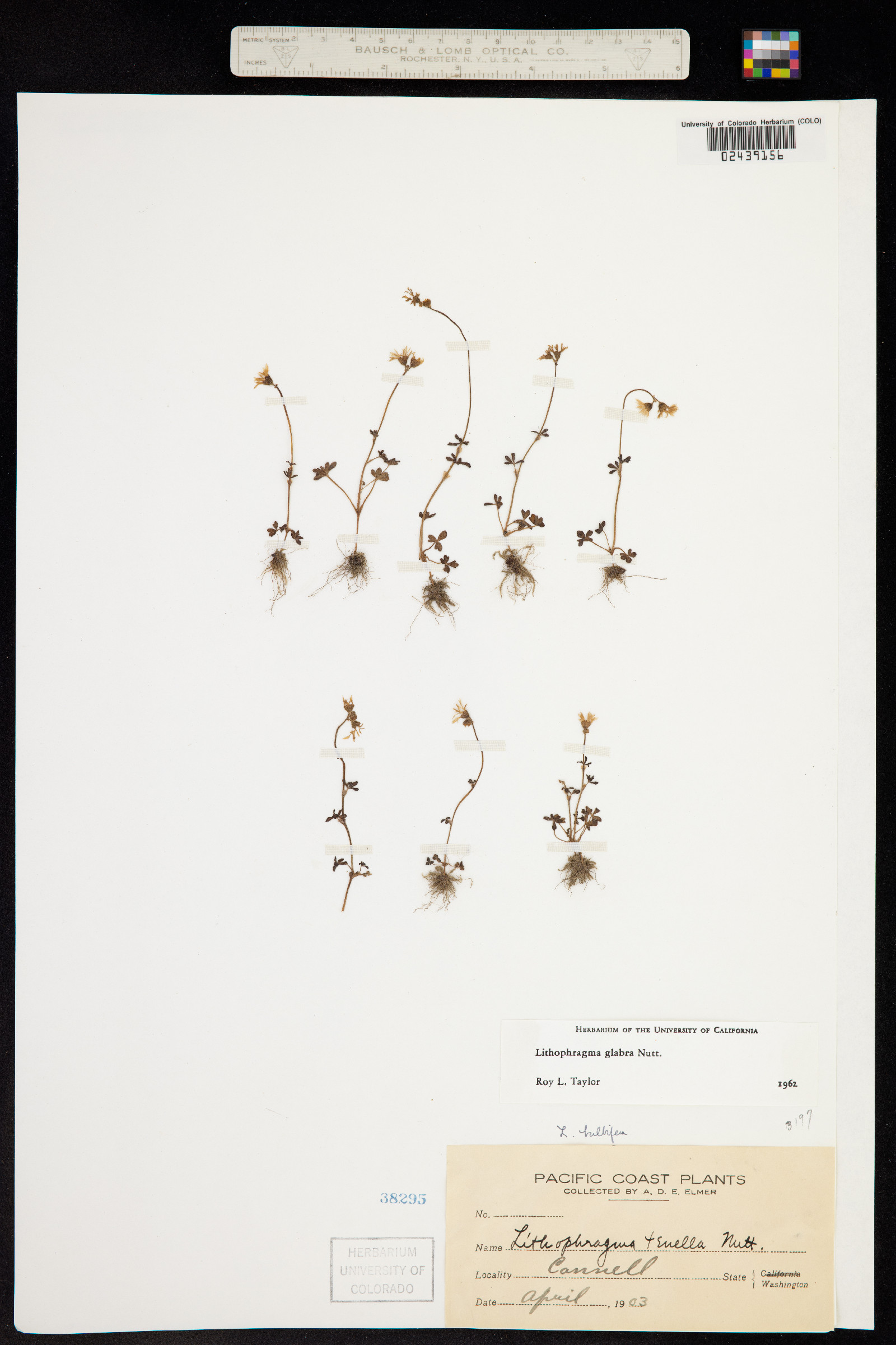 Lithophragma glabrum image