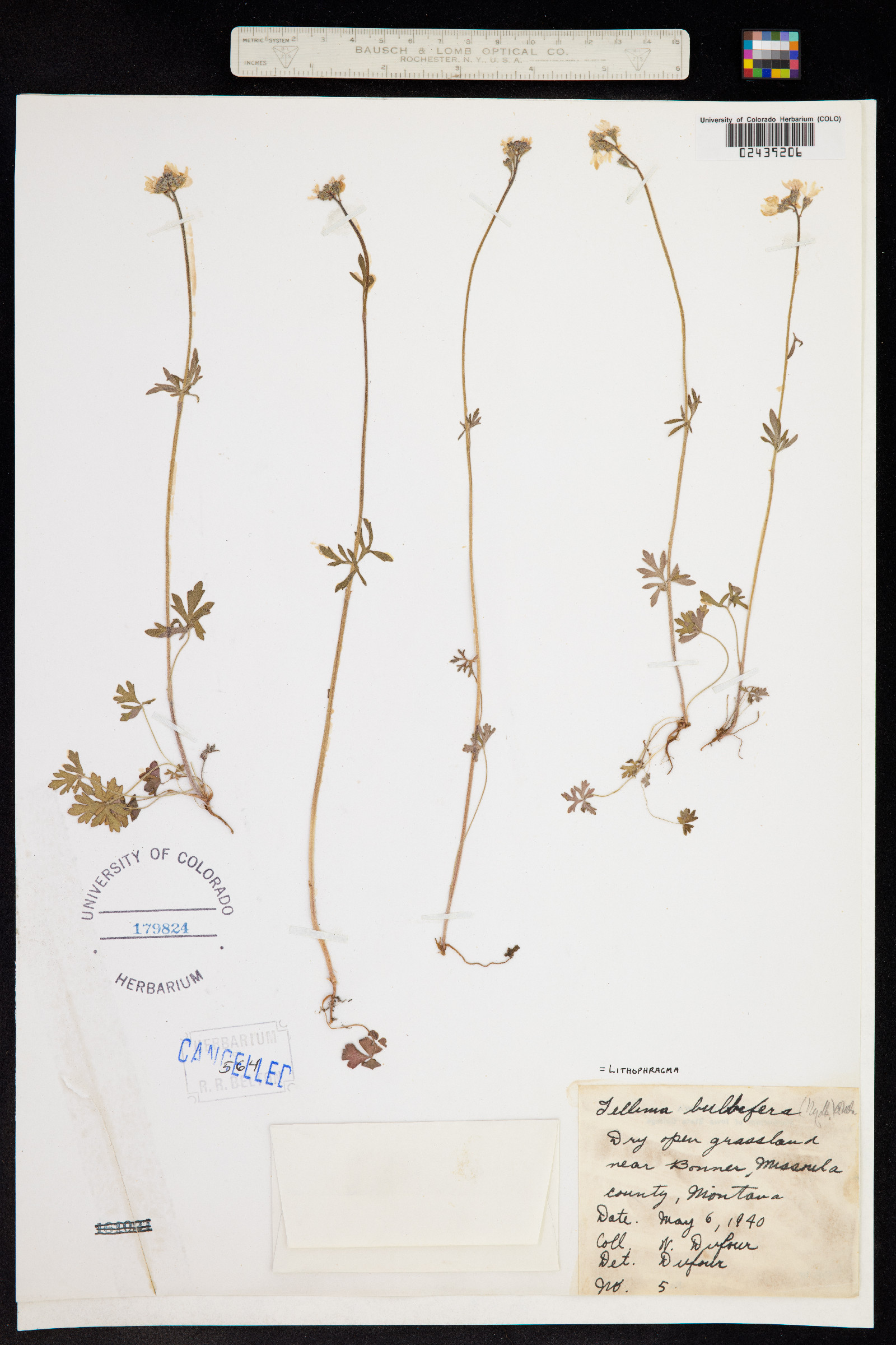 Lithophragma glabrum image