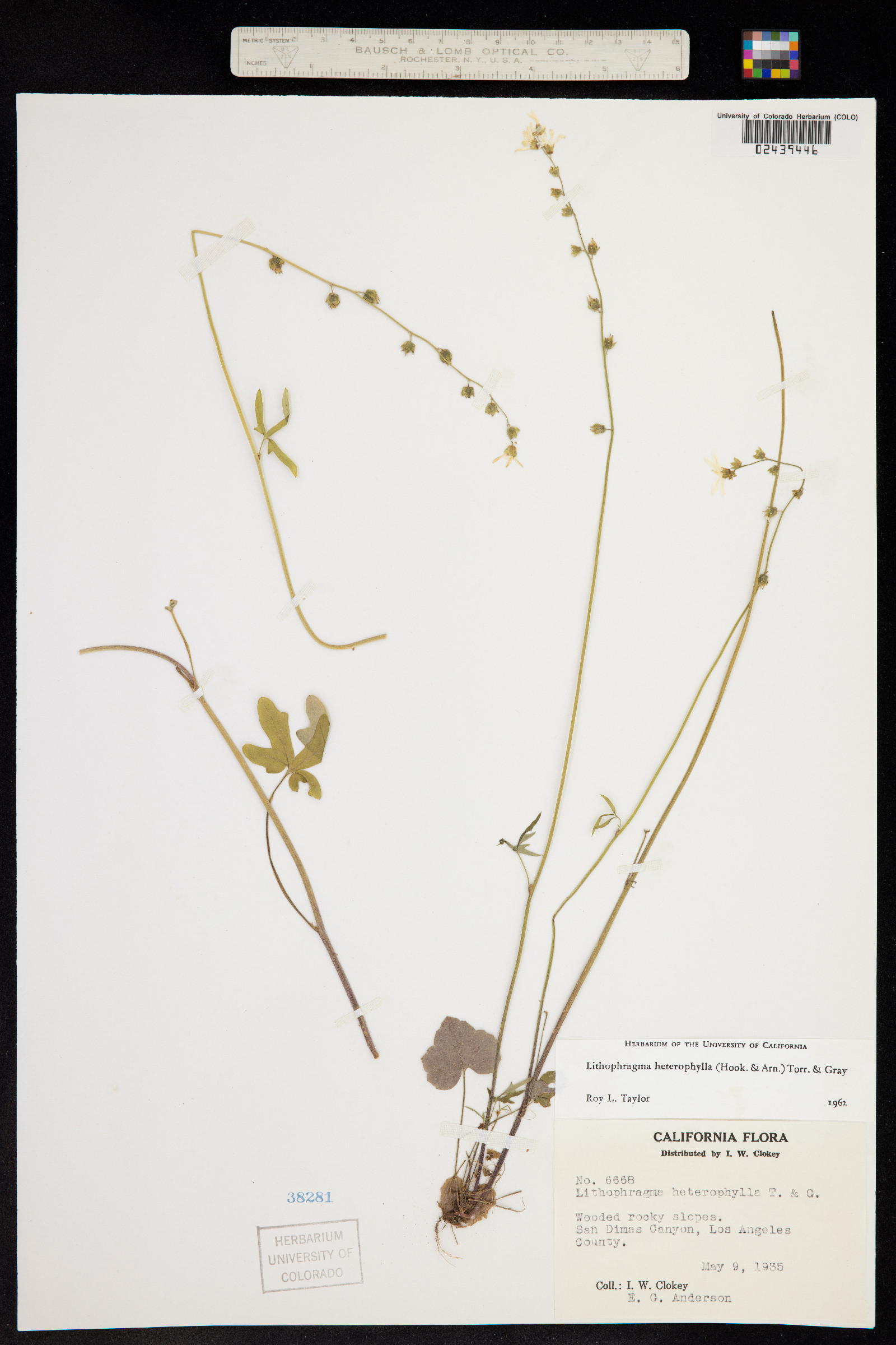 Lithophragma heterophylla image