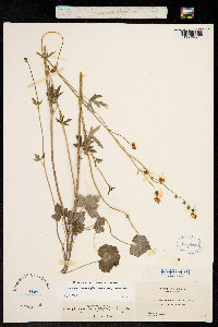 Lithophragma heterophylla image
