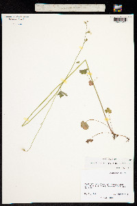 Lithophragma heterophylla image
