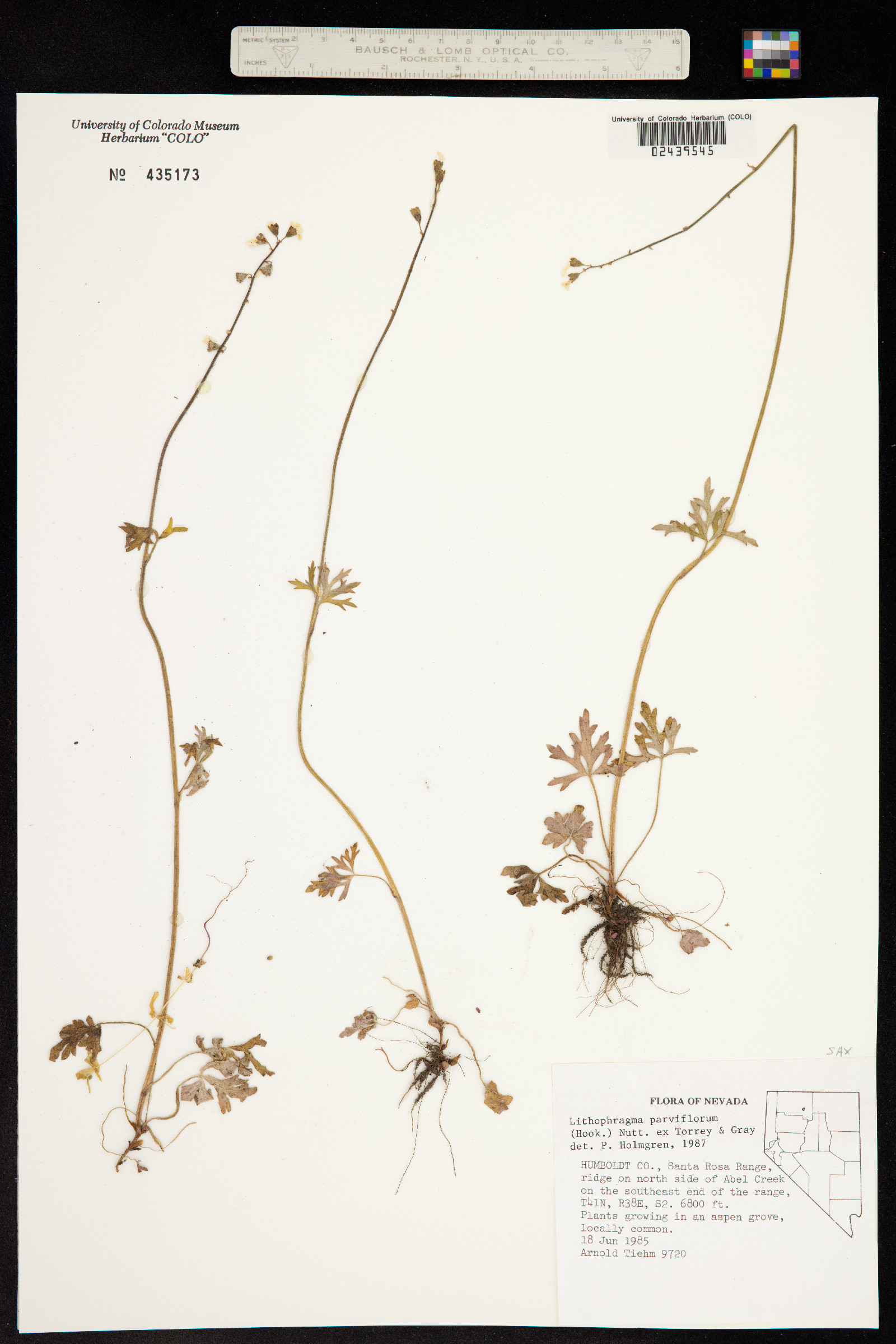 Lithophragma parviflorum image