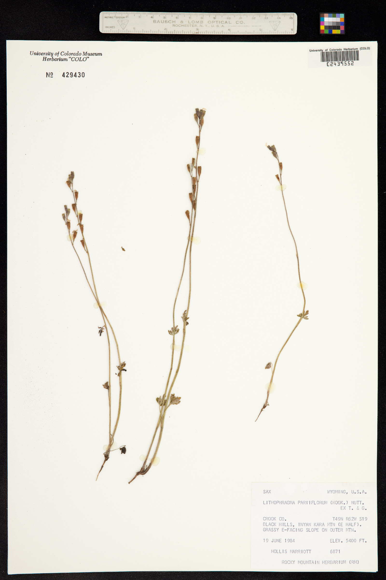 Lithophragma parviflorum image