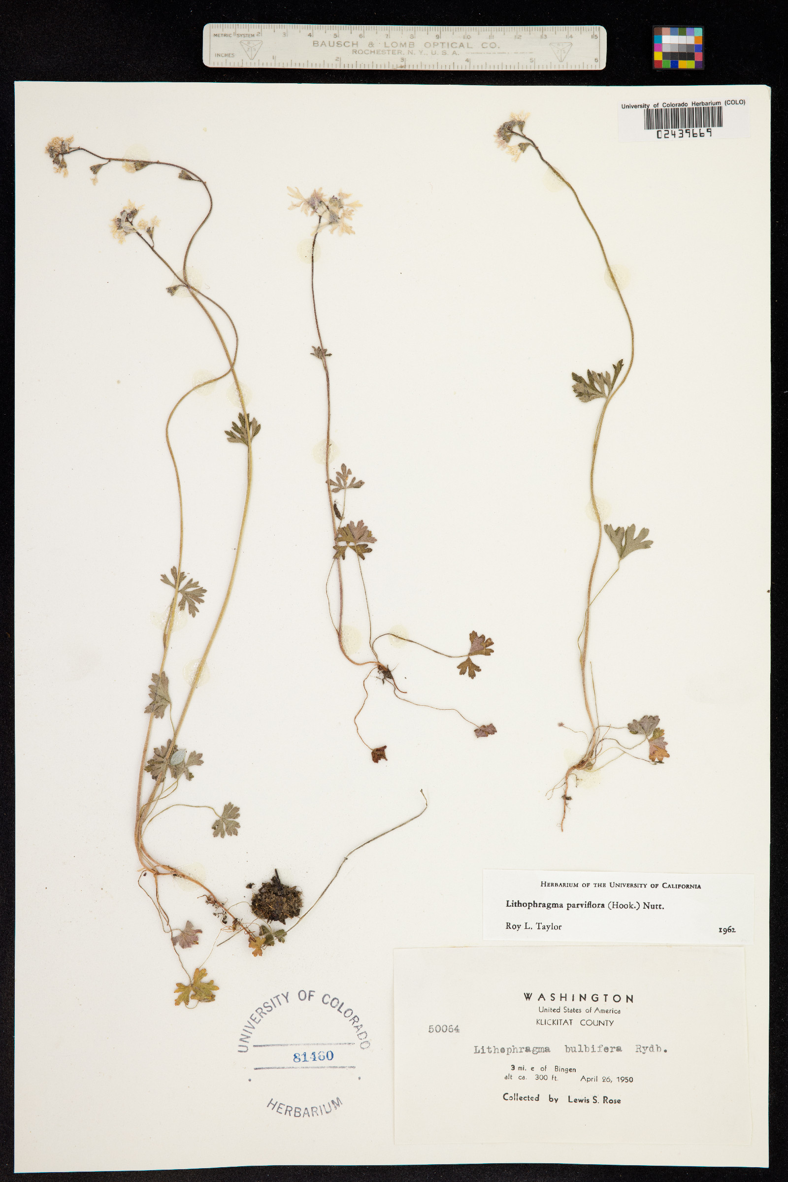 Lithophragma parviflorum image