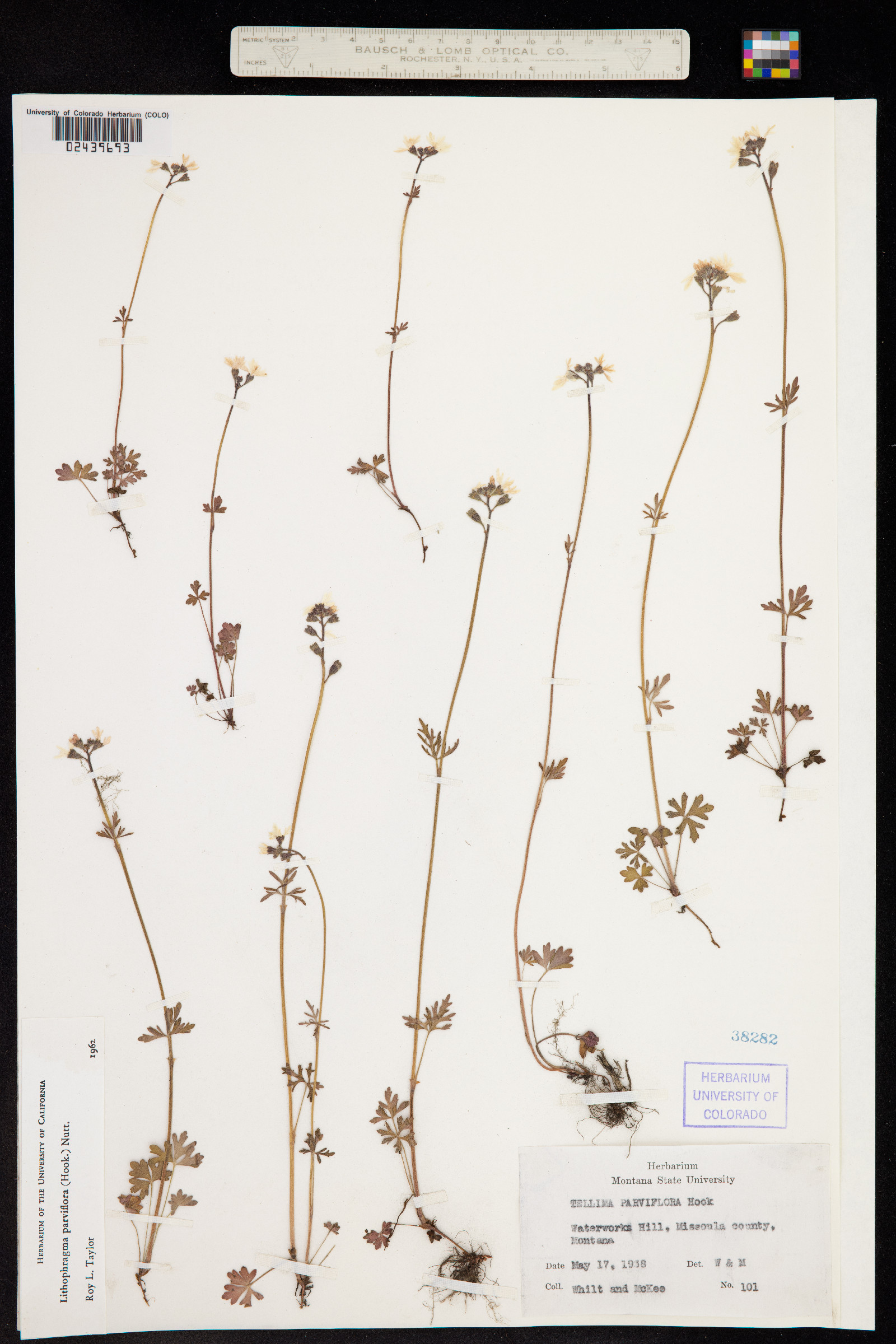 Lithophragma parviflorum image