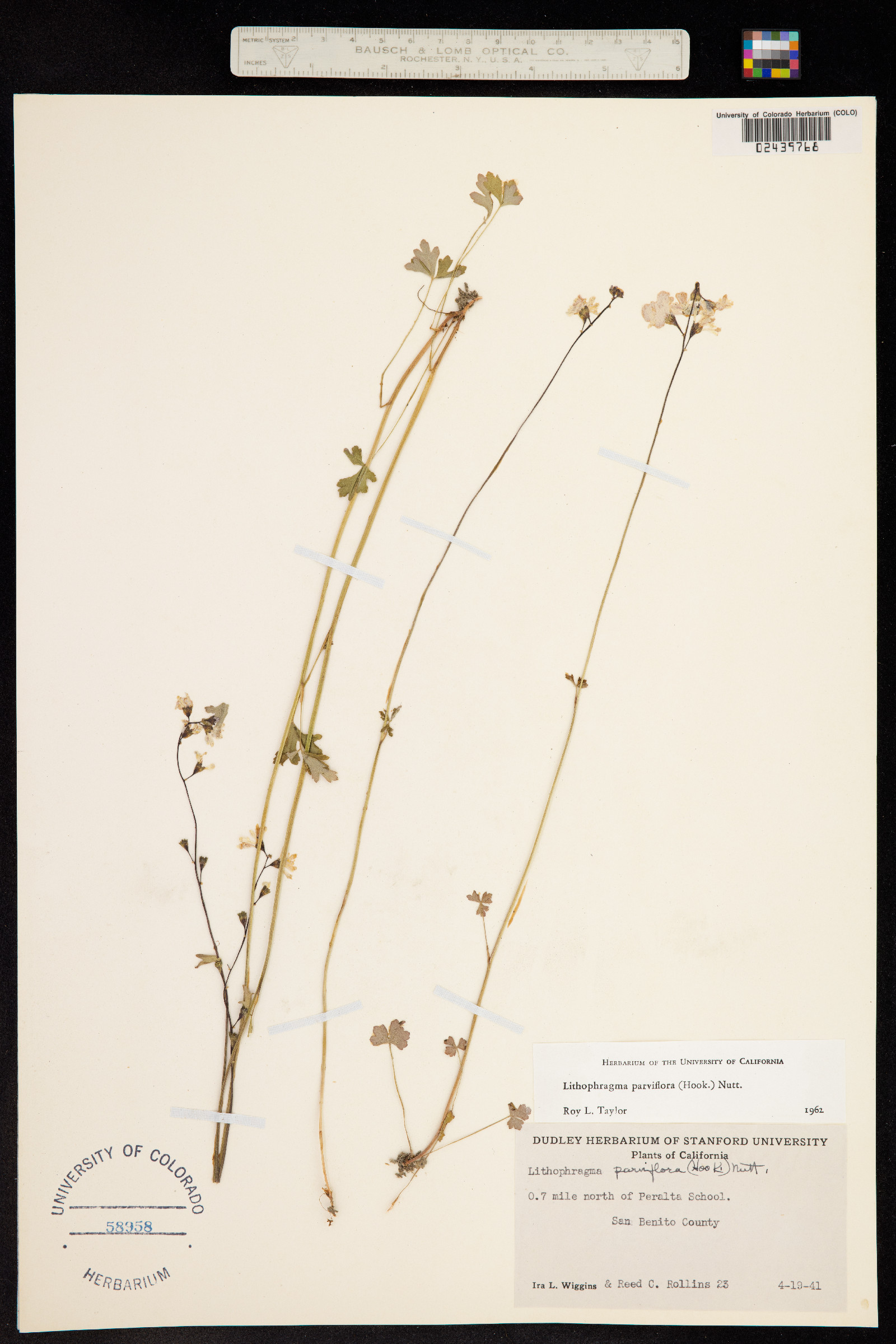 Lithophragma parviflorum image