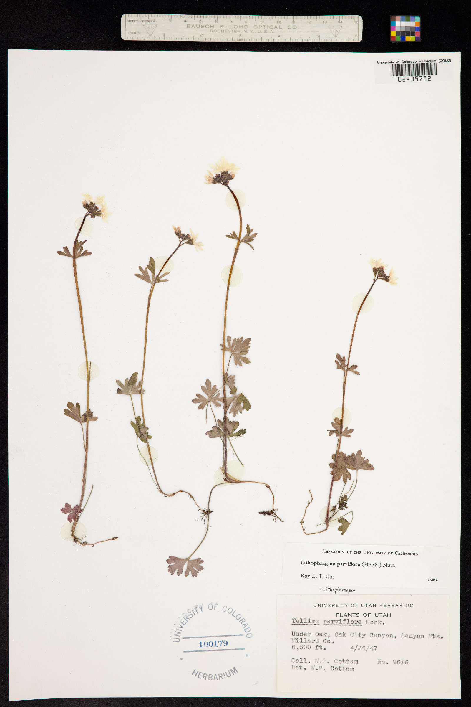 Lithophragma parviflorum image