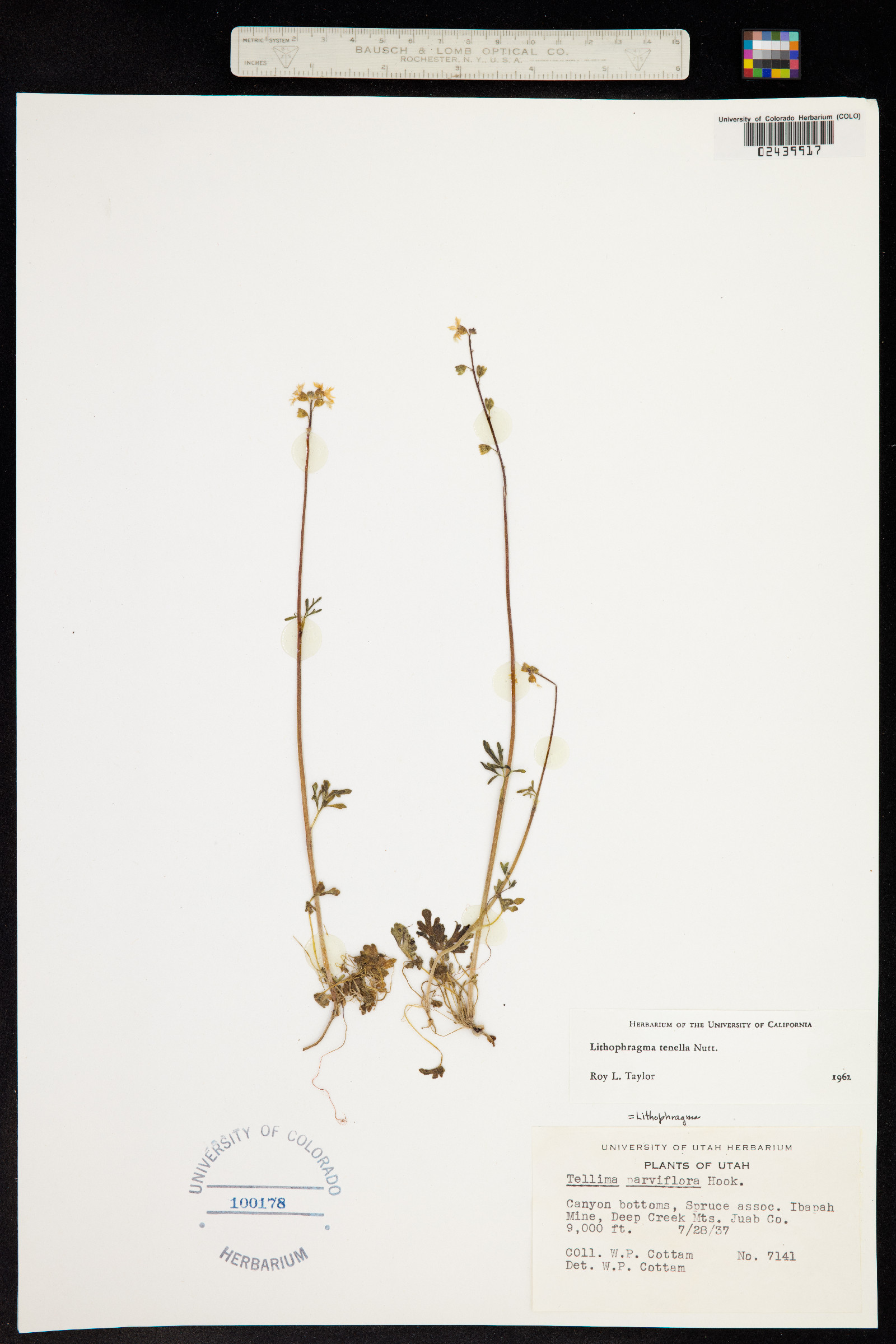 Lithophragma tenellum image