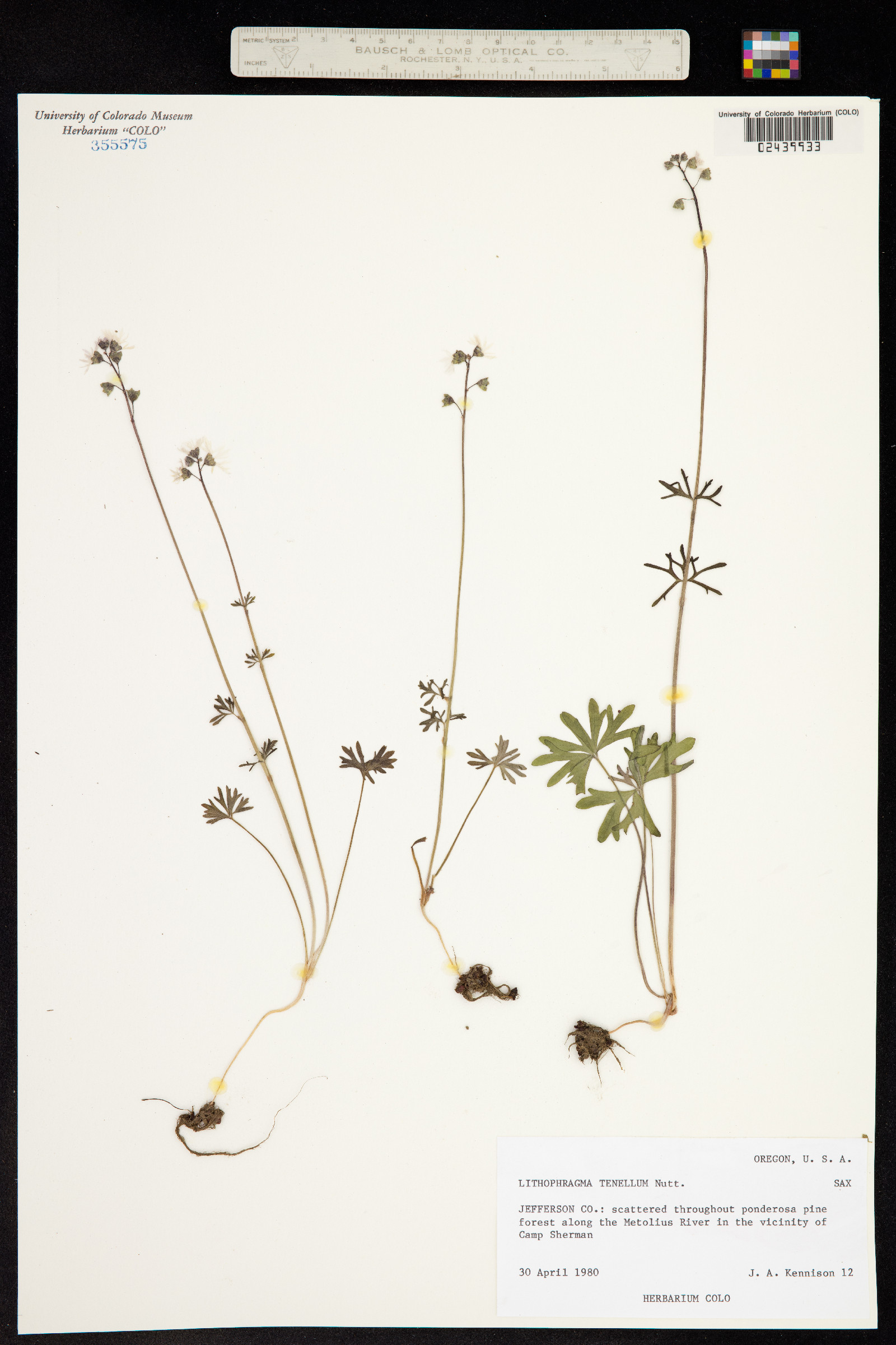 Lithophragma tenellum image